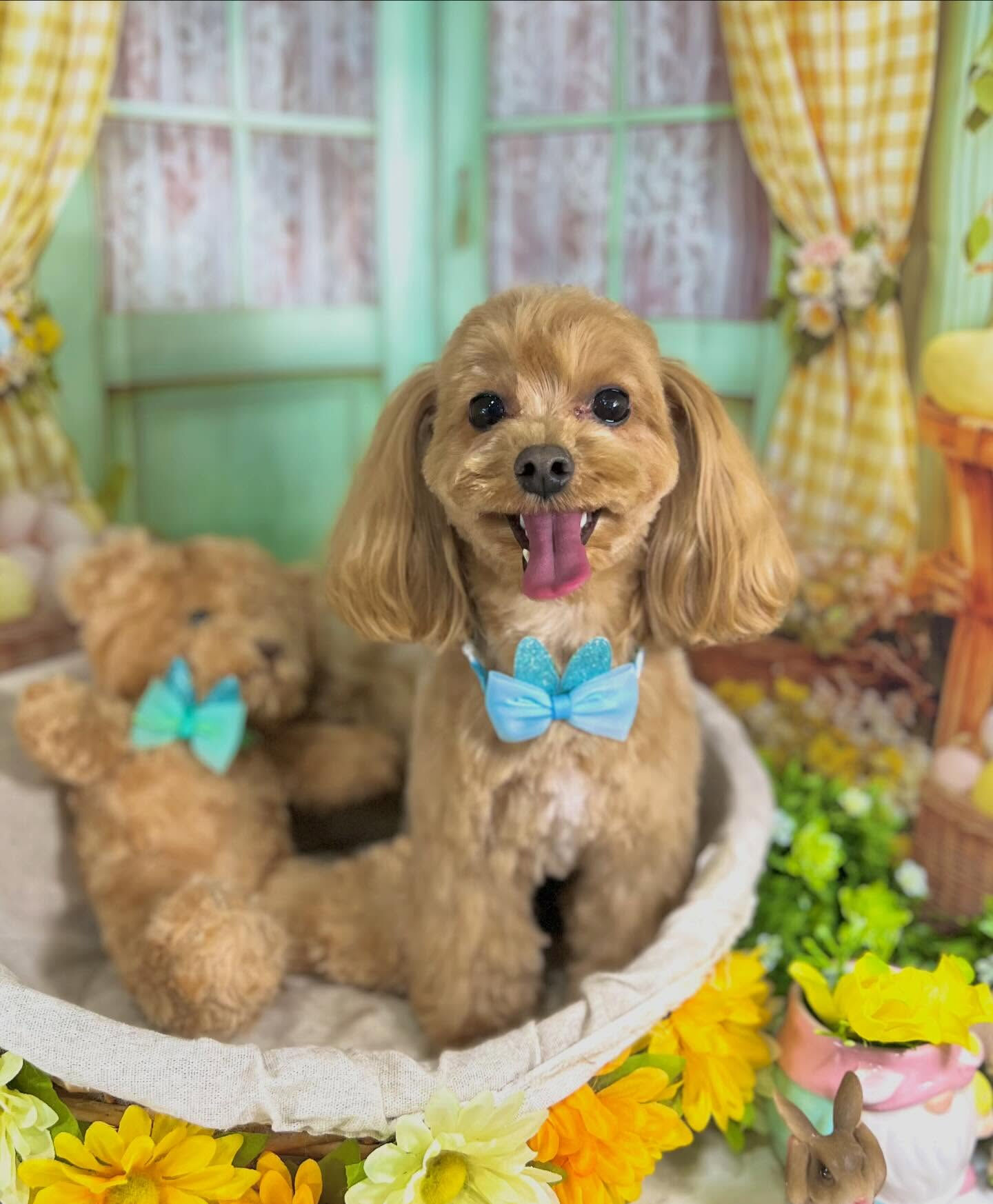 来店いただいたベリーちゃんです🐶✨