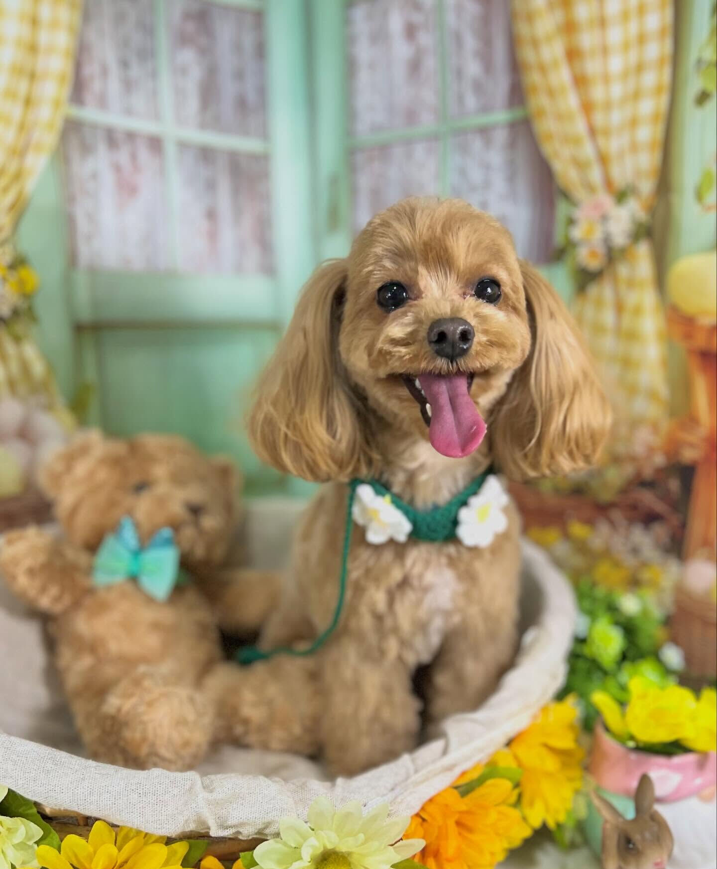 来店いただいたベリーちゃんです🐶✨