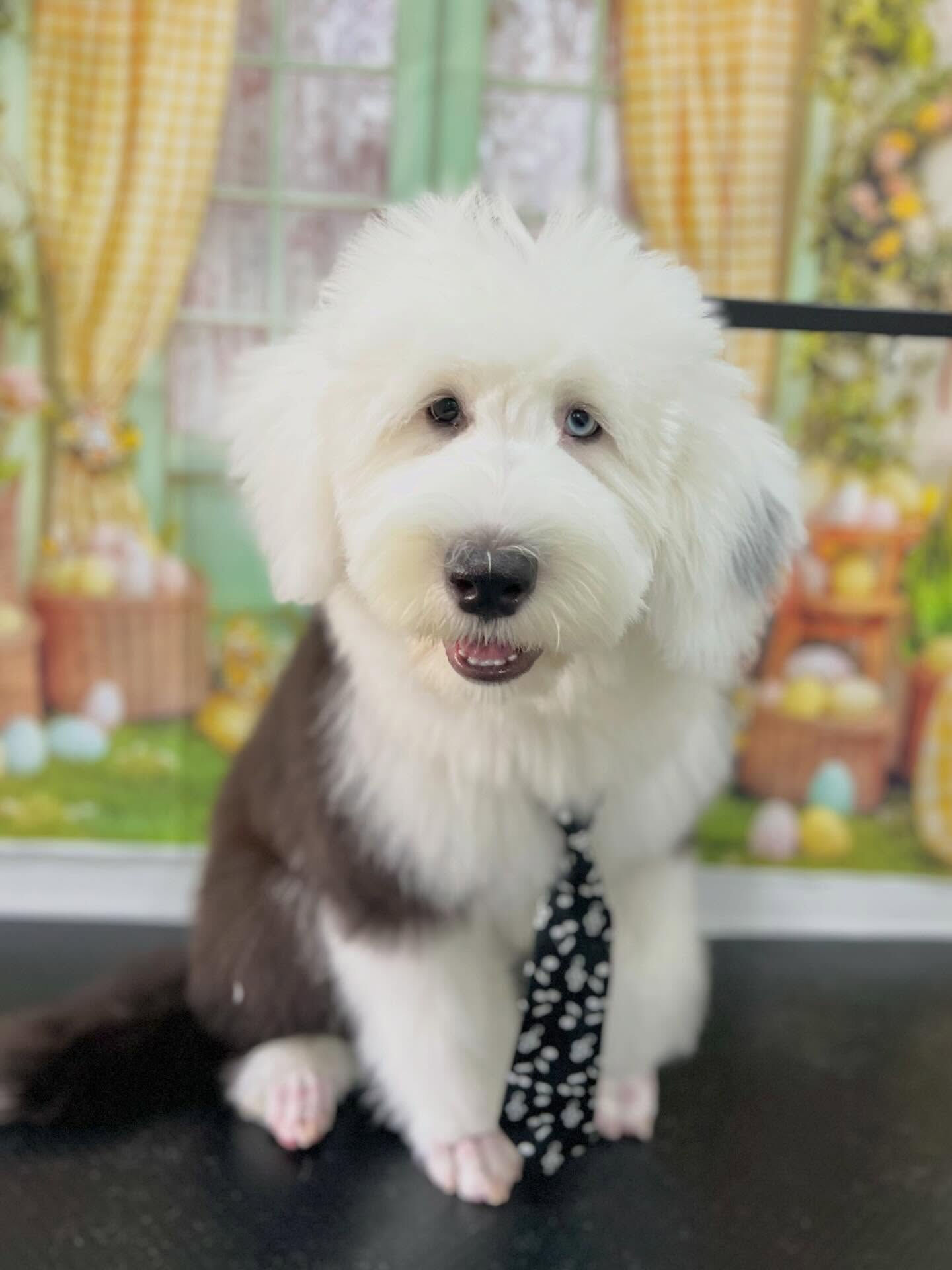 来店いただいた彩葉くんです🐶✨