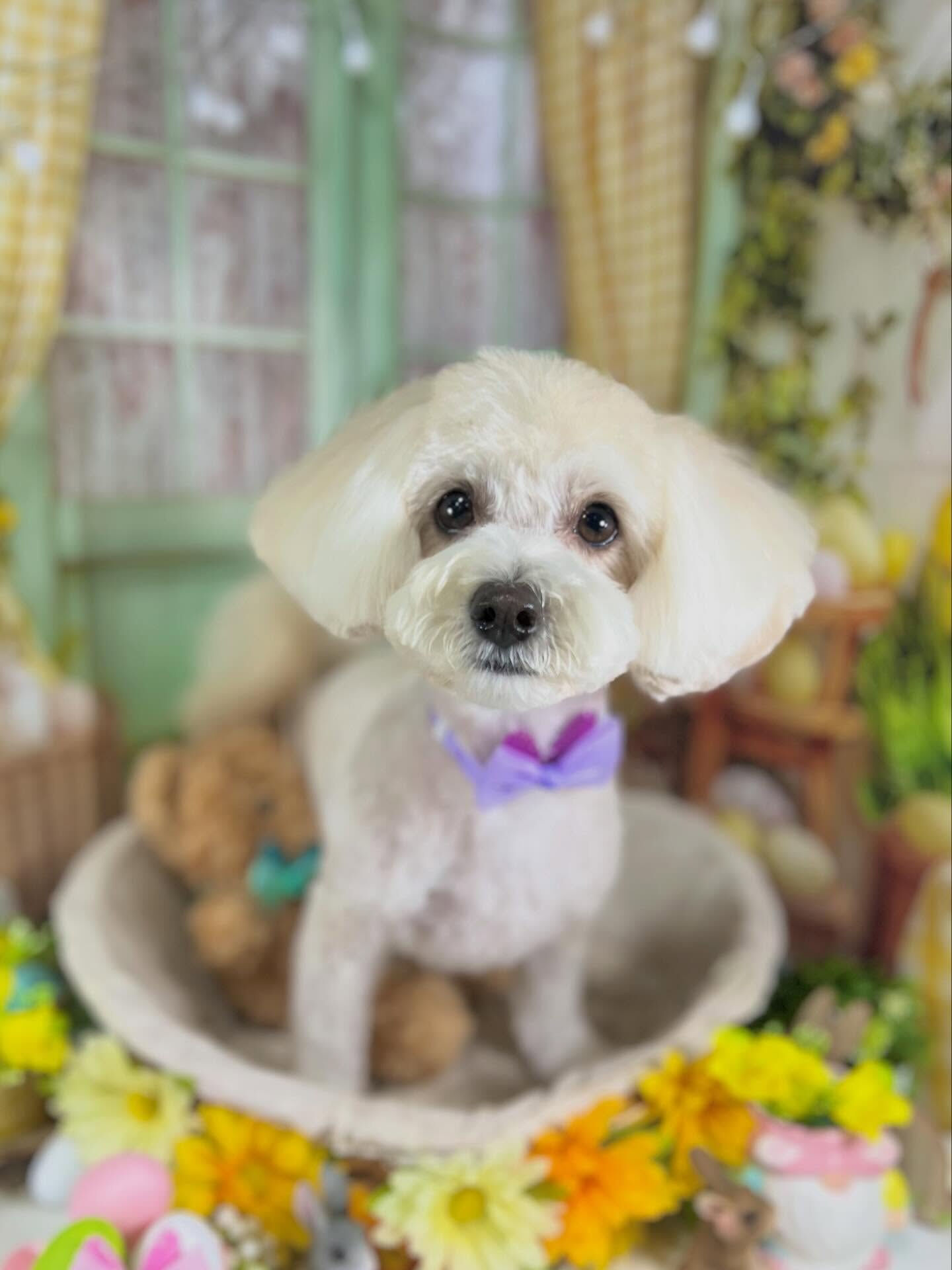 来店いただいたミルクくんです🐶✨