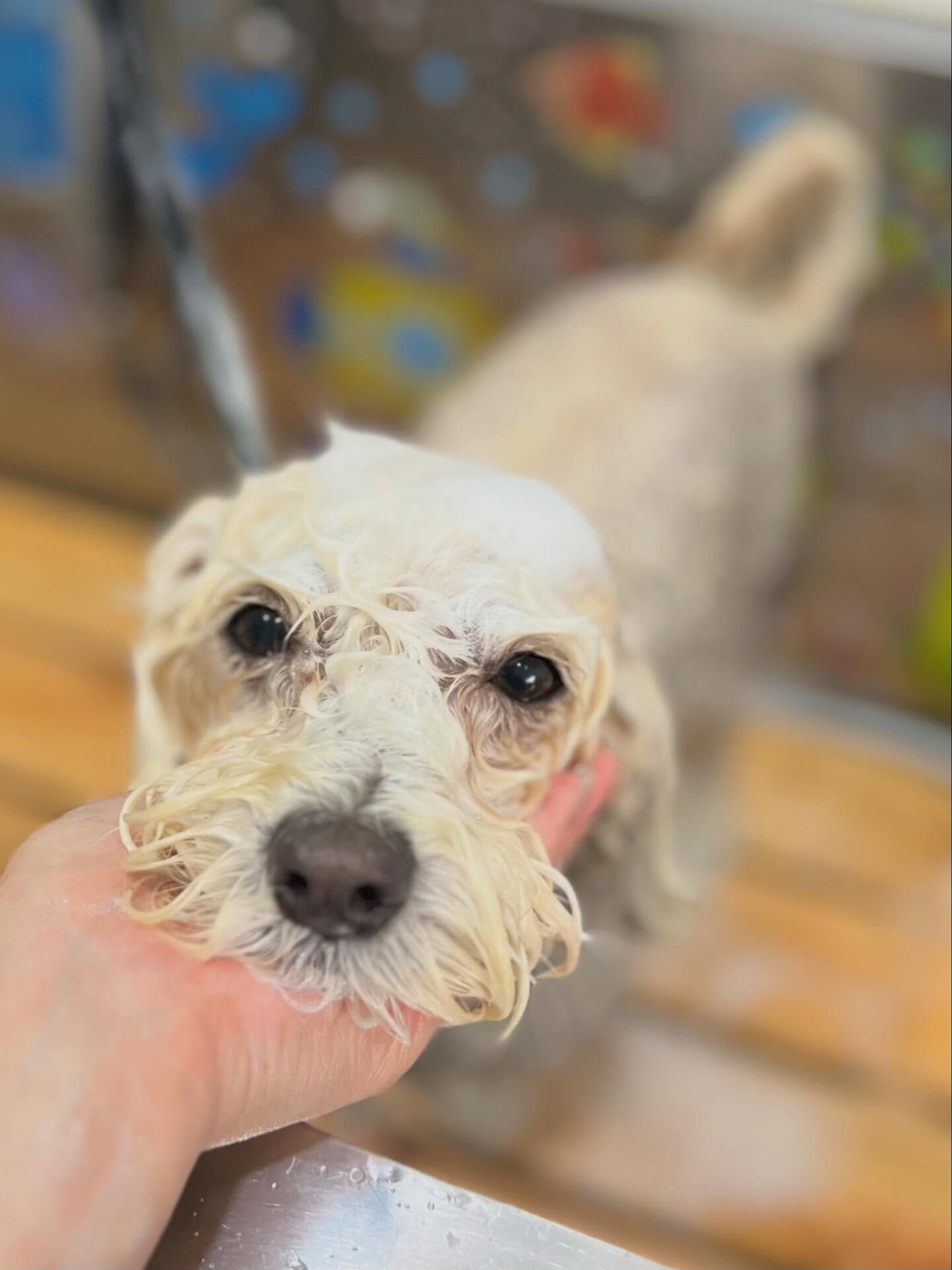 来店いただいたミルクくんです🐶✨