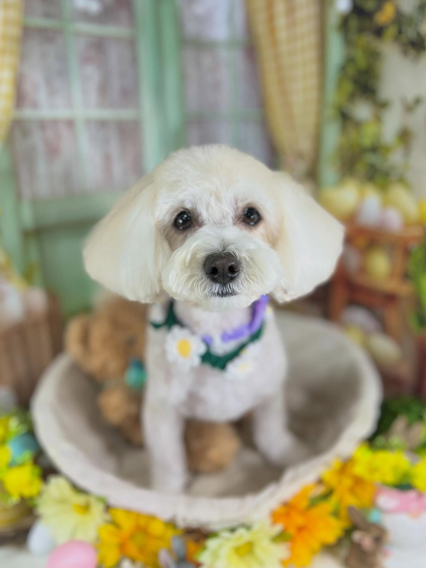 来店いただいたミルクくんです🐶✨