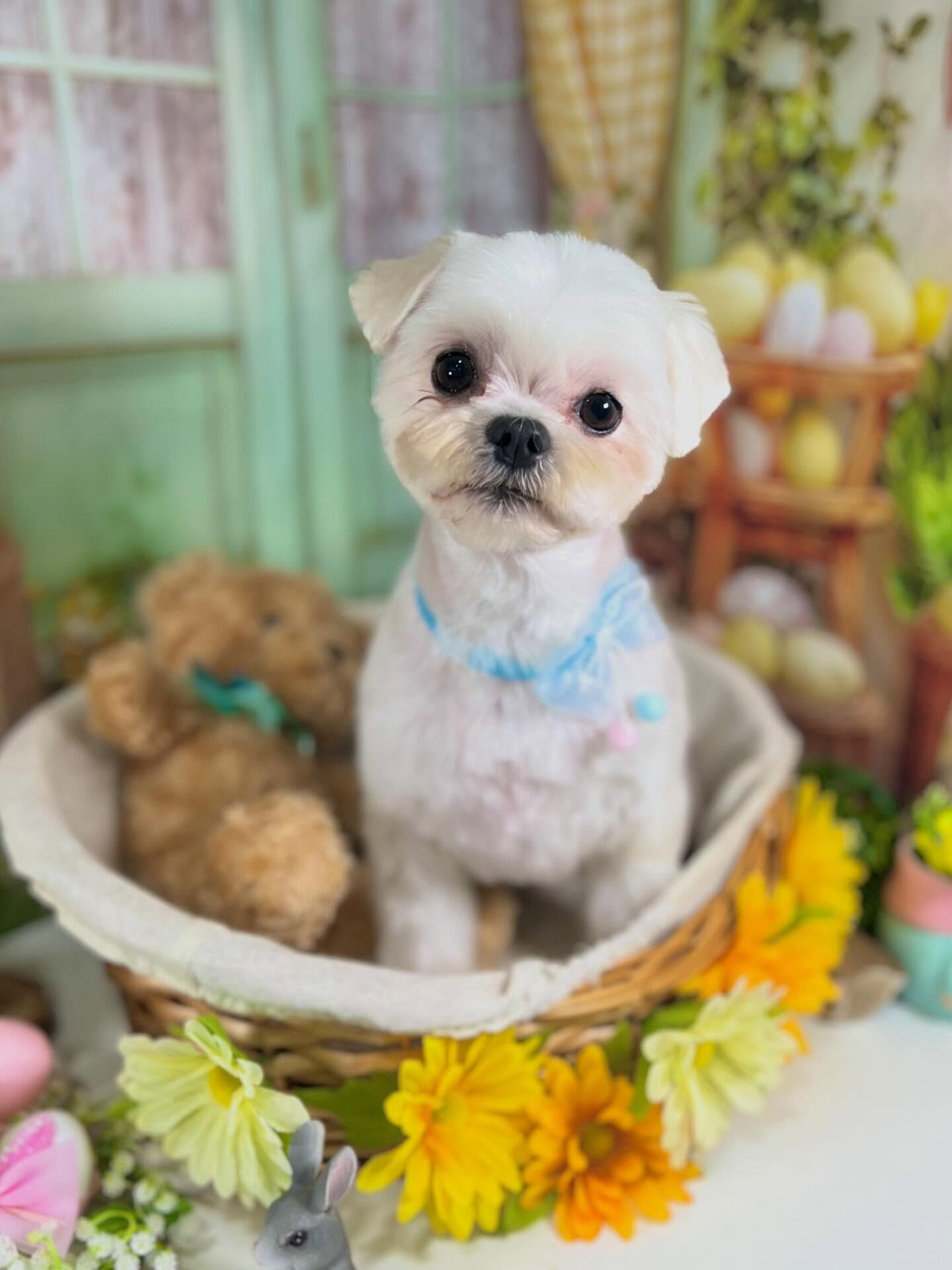 来店いただいたむぎくんです🐶✨