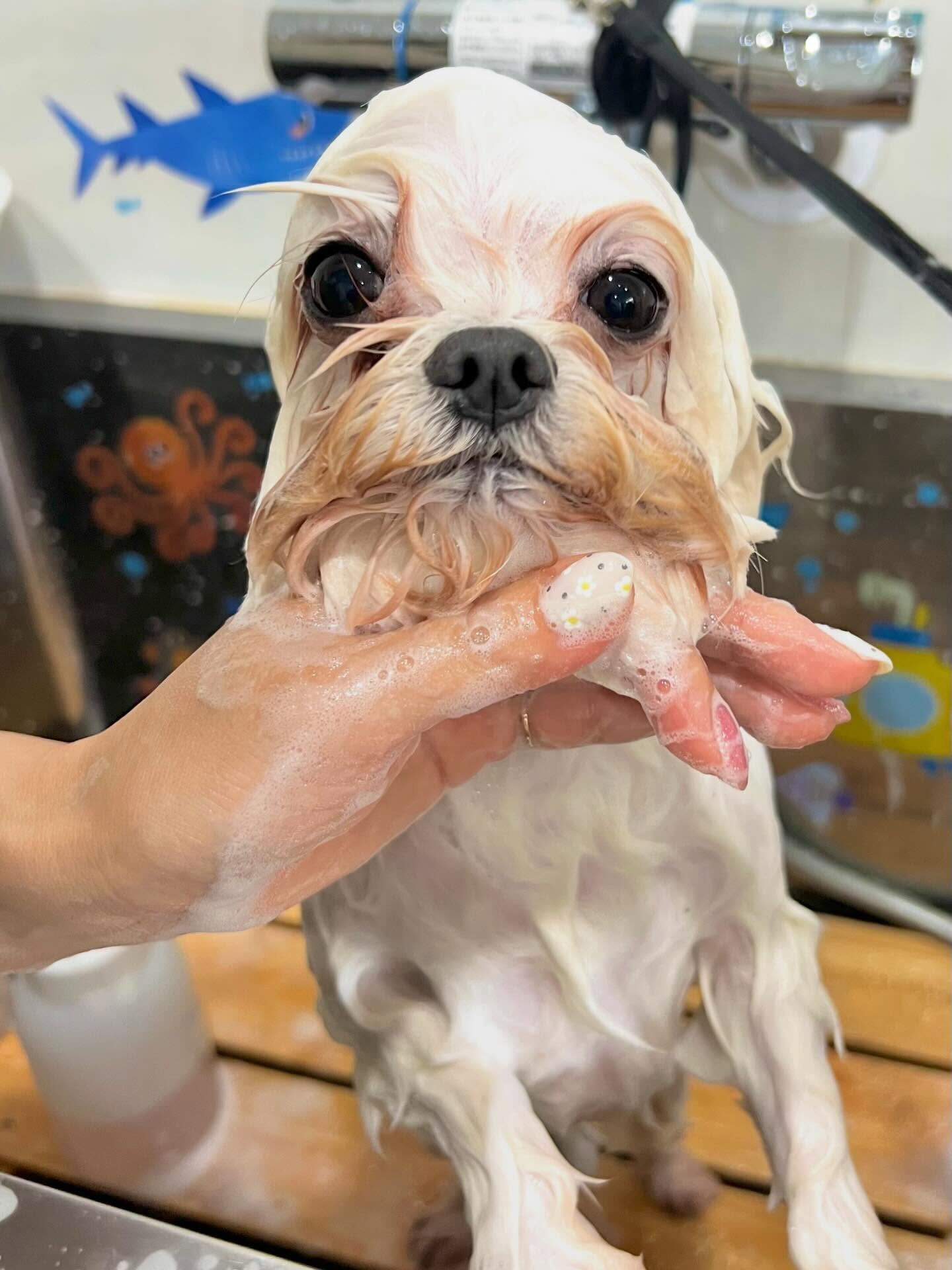 来店いただいたむぎくんです🐶✨
