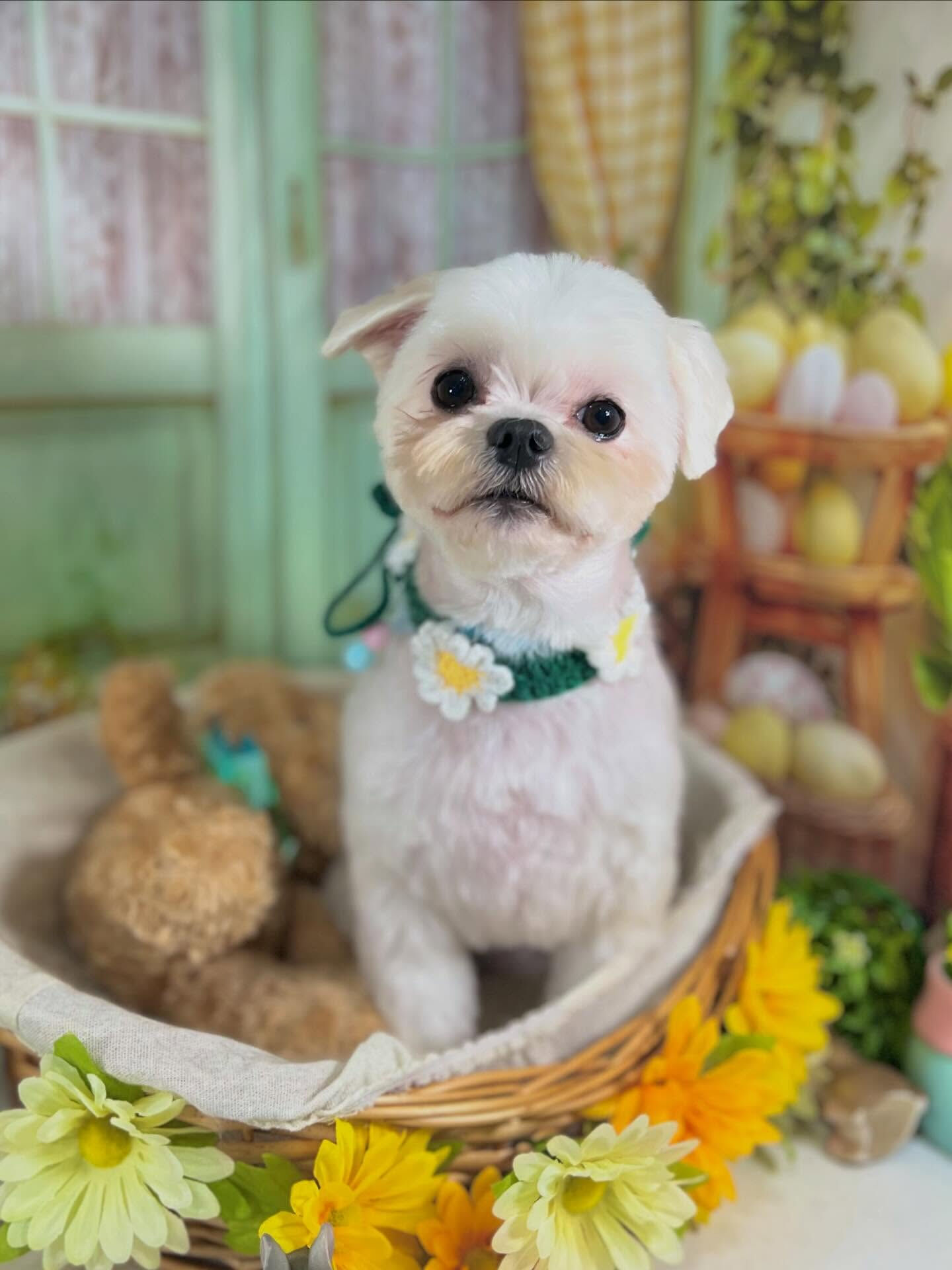 来店いただいたむぎくんです🐶✨