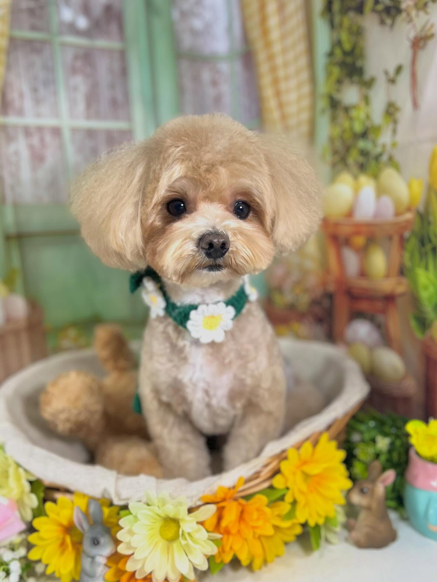来店いただいたここくんです🐶✨