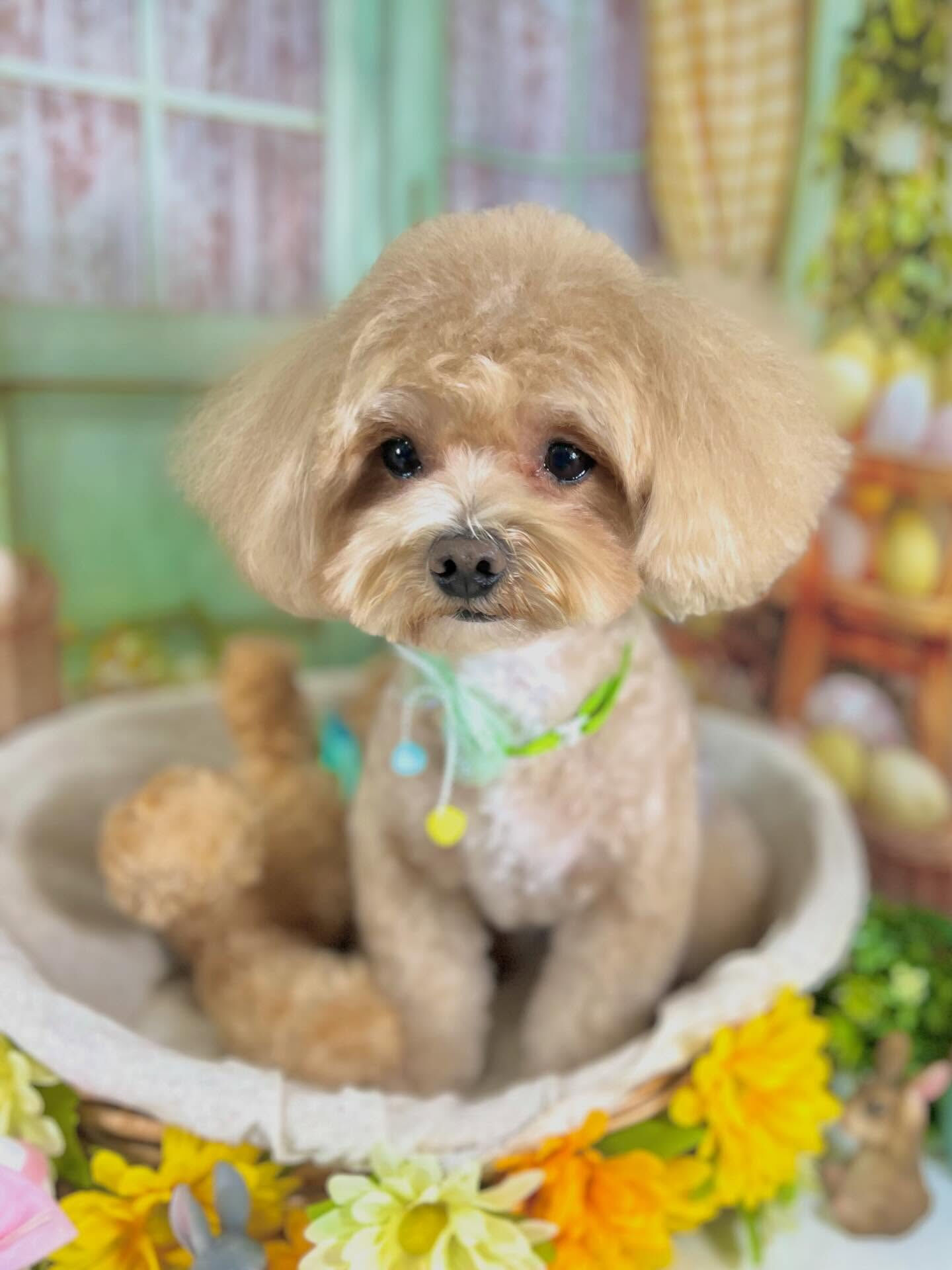 来店いただいたここくんです🐶✨