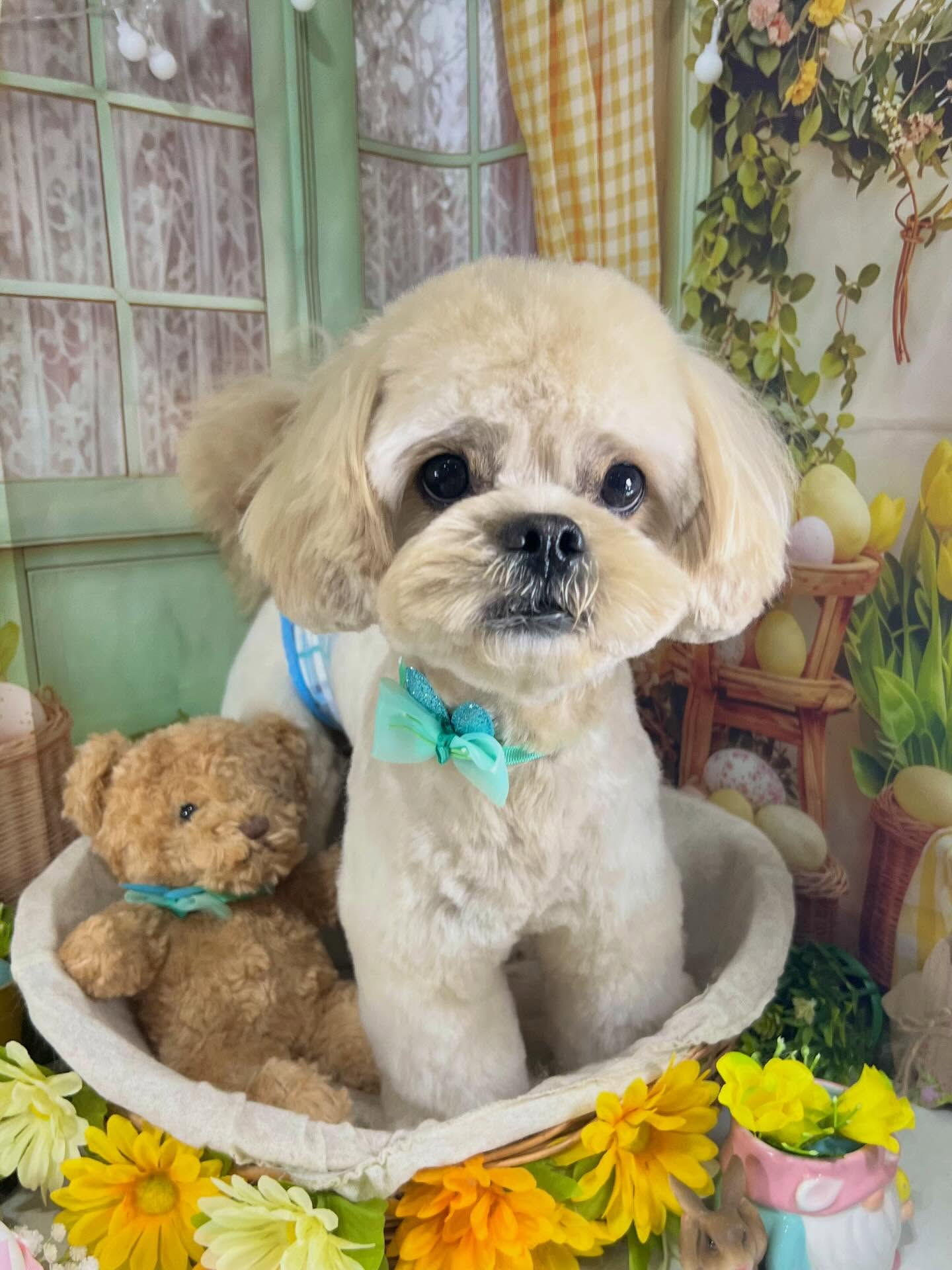 来店いただいたまるとくんです🐶✨