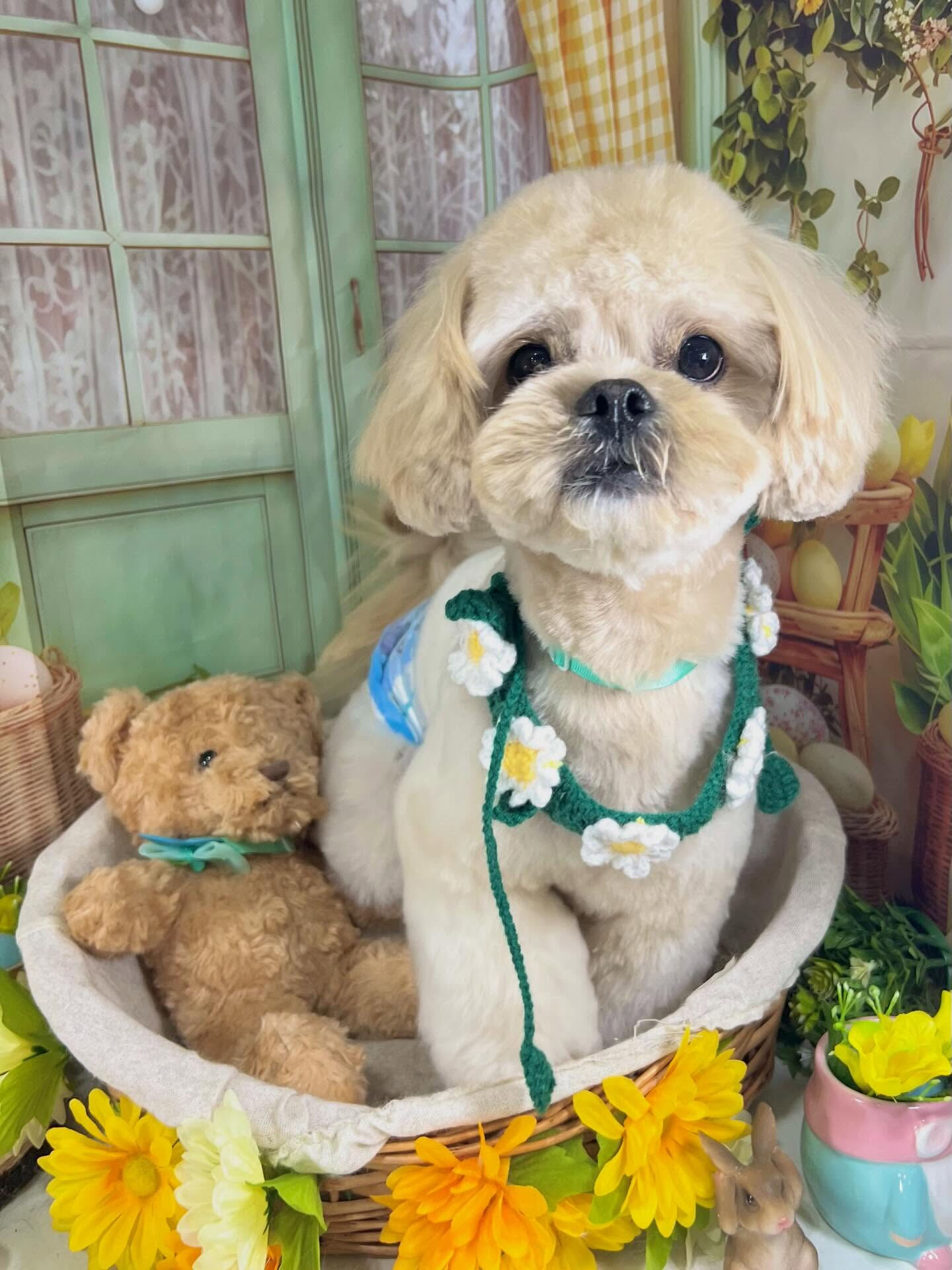 来店いただいたまるとくんです🐶✨