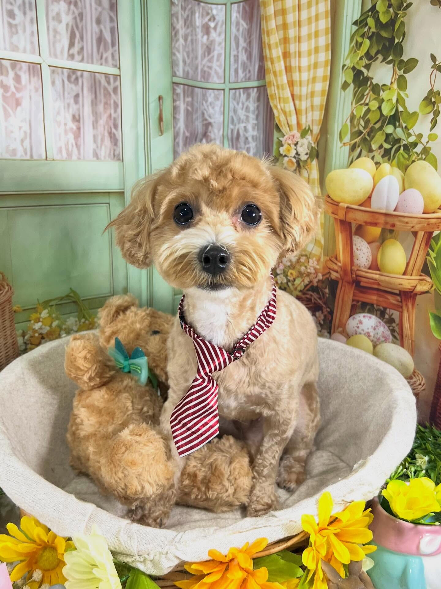 来店いただいたぼんどくんです🐶✨