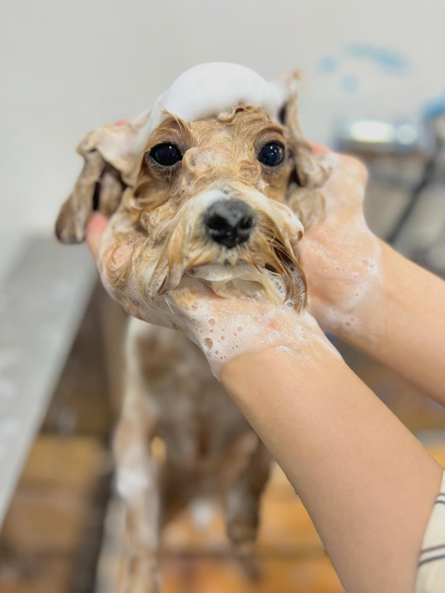 来店いただいたぼんどくんです🐶✨
