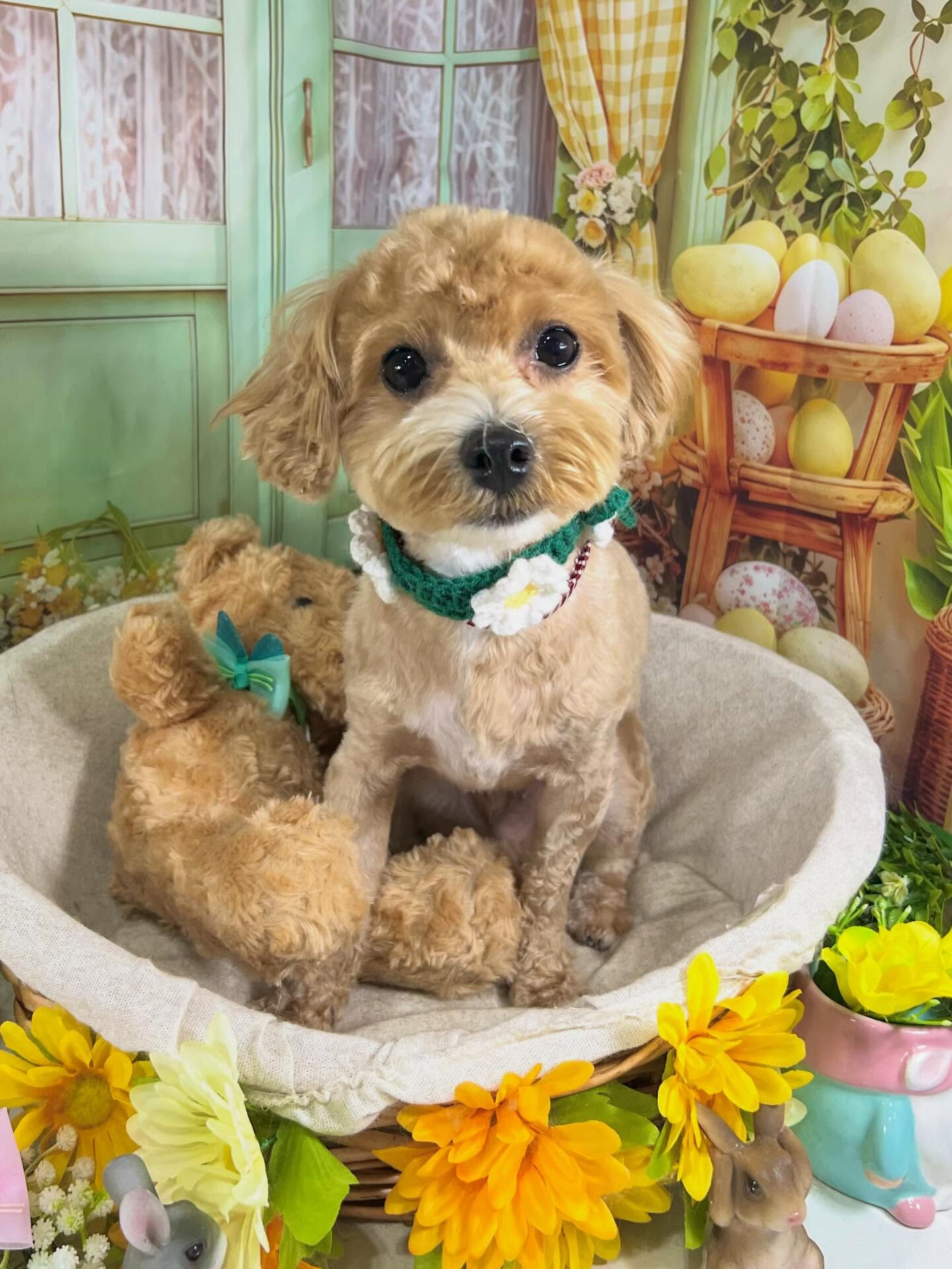来店いただいたぼんどくんです🐶✨