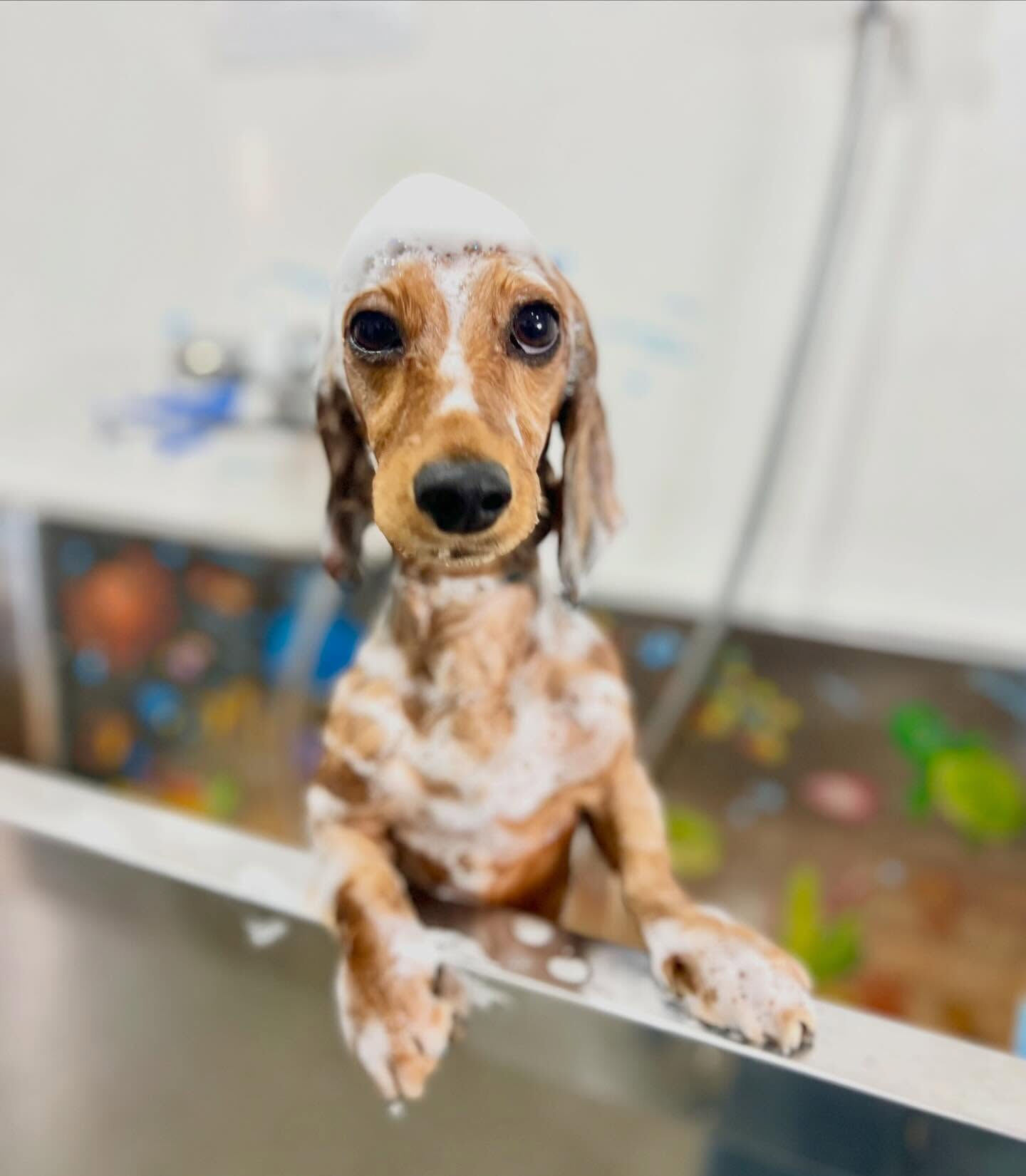 来店いただいたラテちゃんです🐶✨