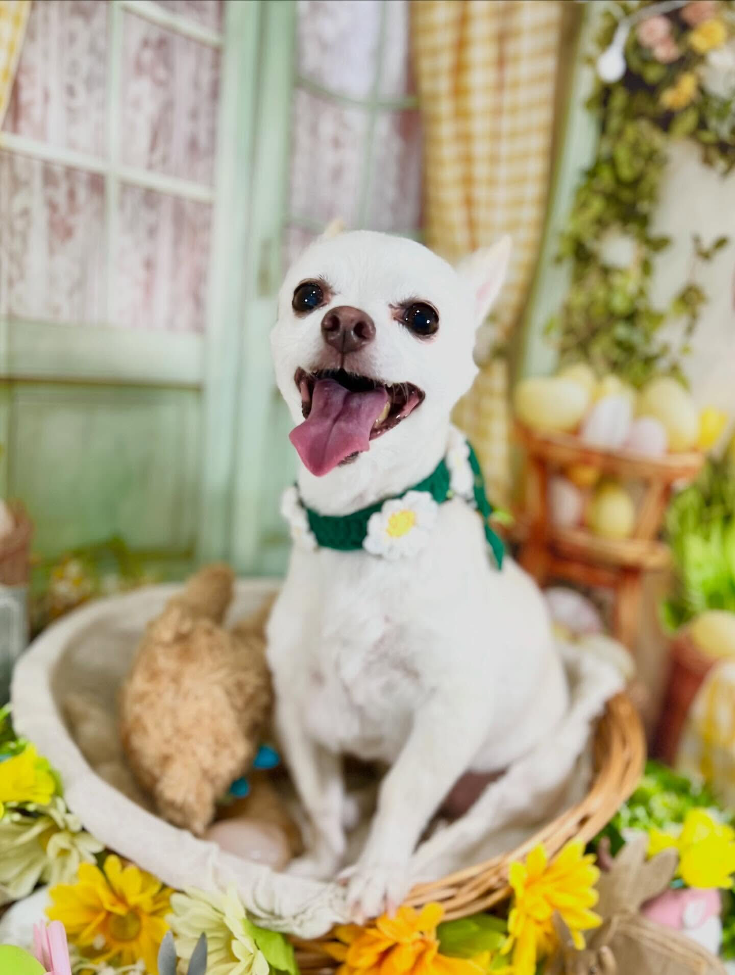 来店いただいた桃次郎くんです🐶✨