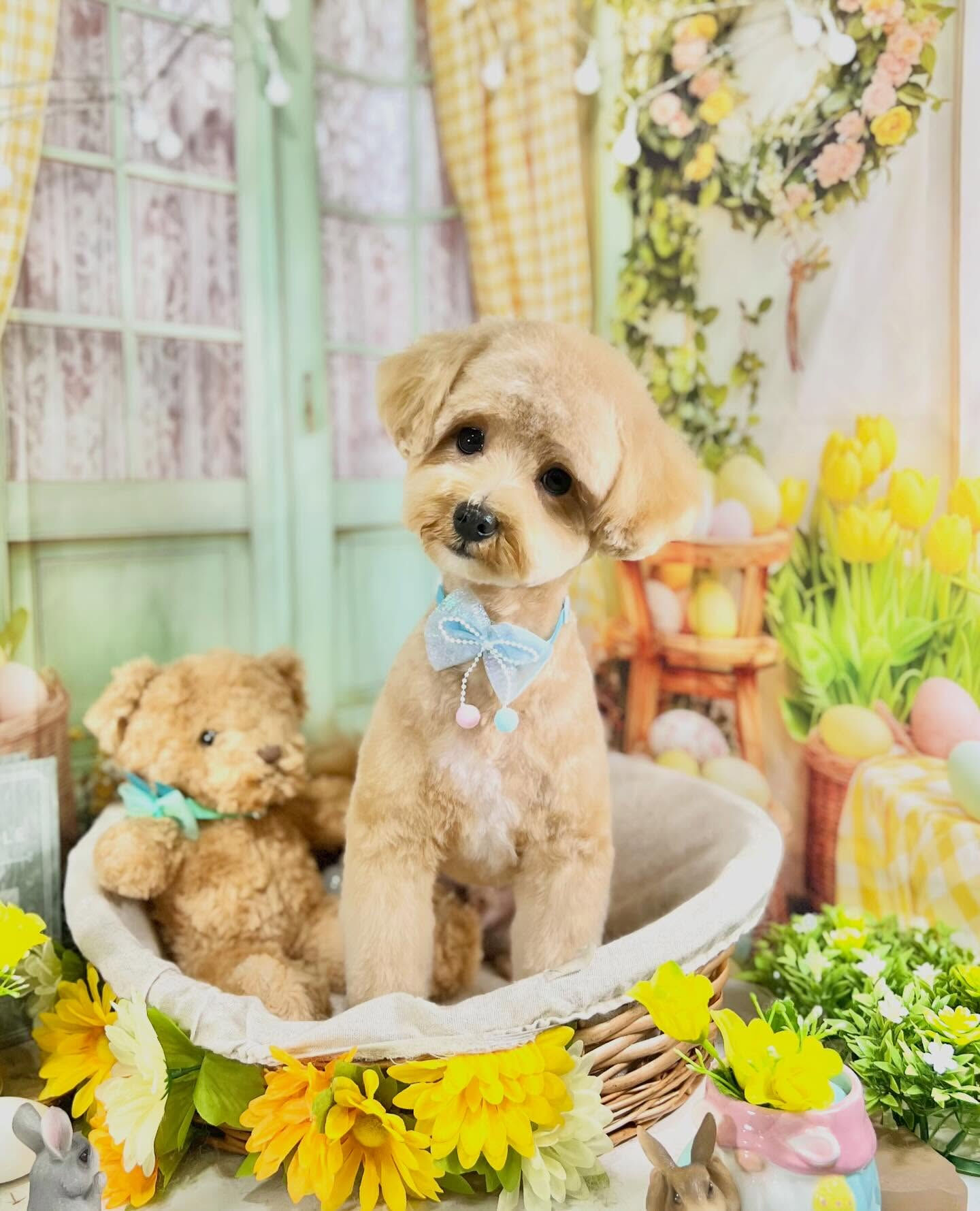 来店いただいたきなこくんです🐶✨