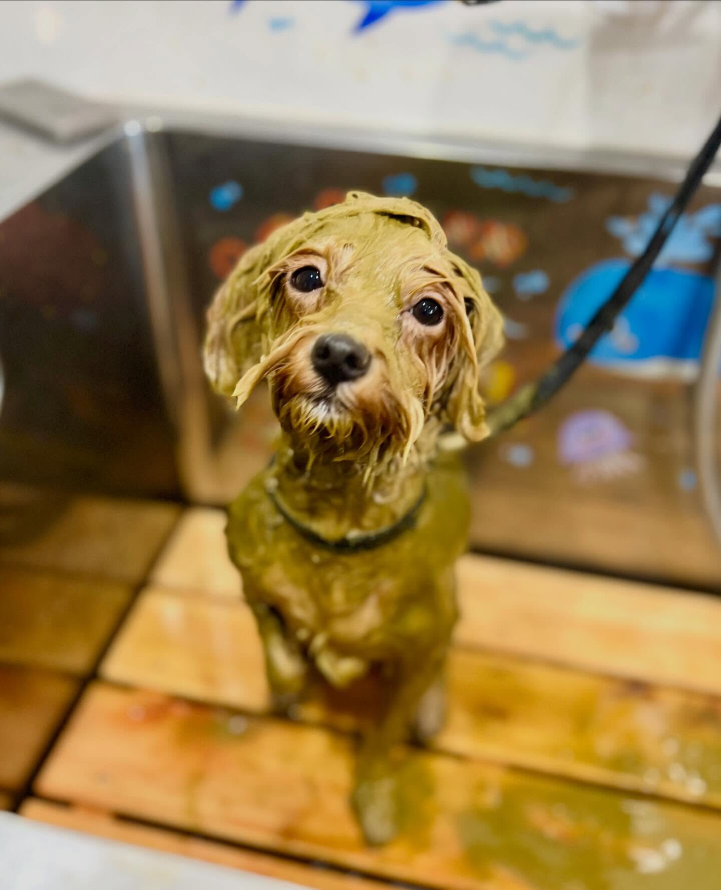 来店いただいたきなこくんです🐶✨