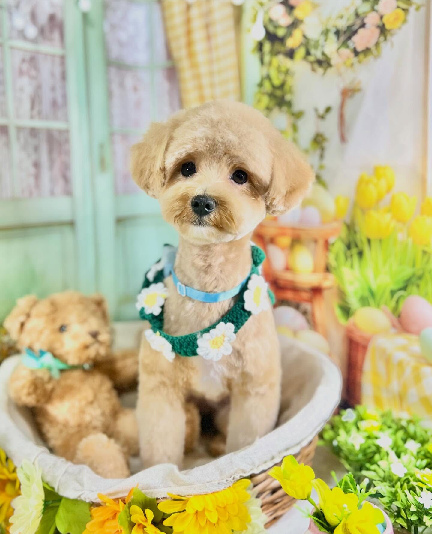 来店いただいたきなこくんです🐶✨