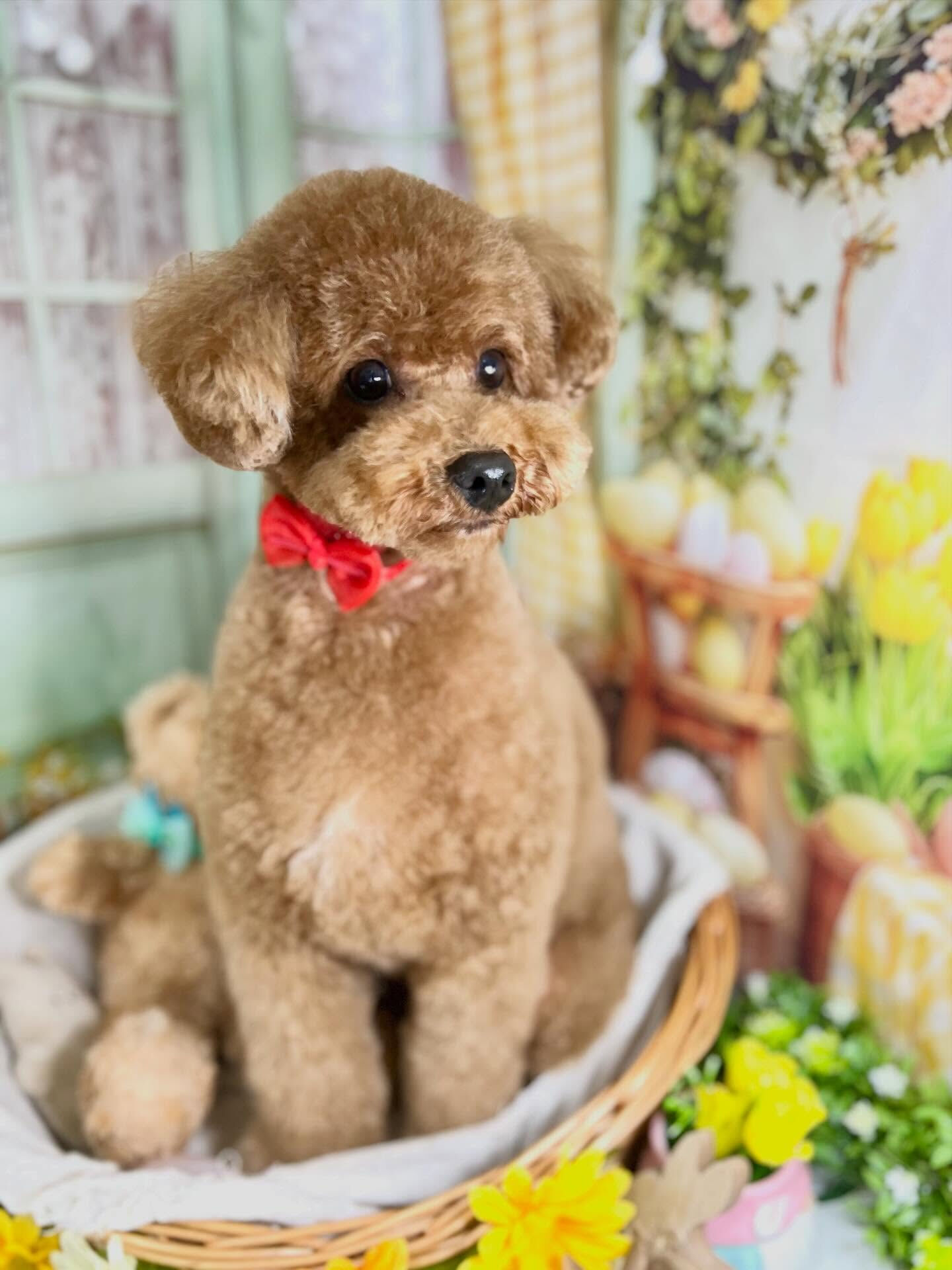 来店いただいたマロンくんです🐶✨