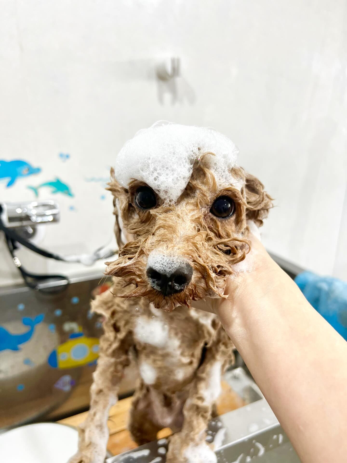 来店いただいたマロンくんです🐶✨