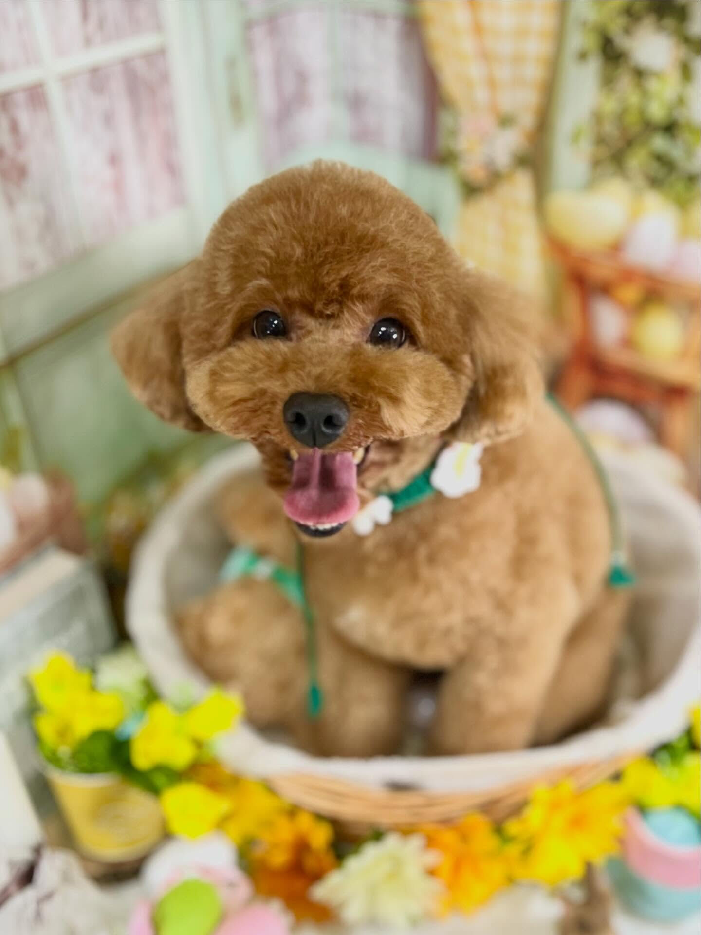 来店いただいたマロンくんです🐶✨