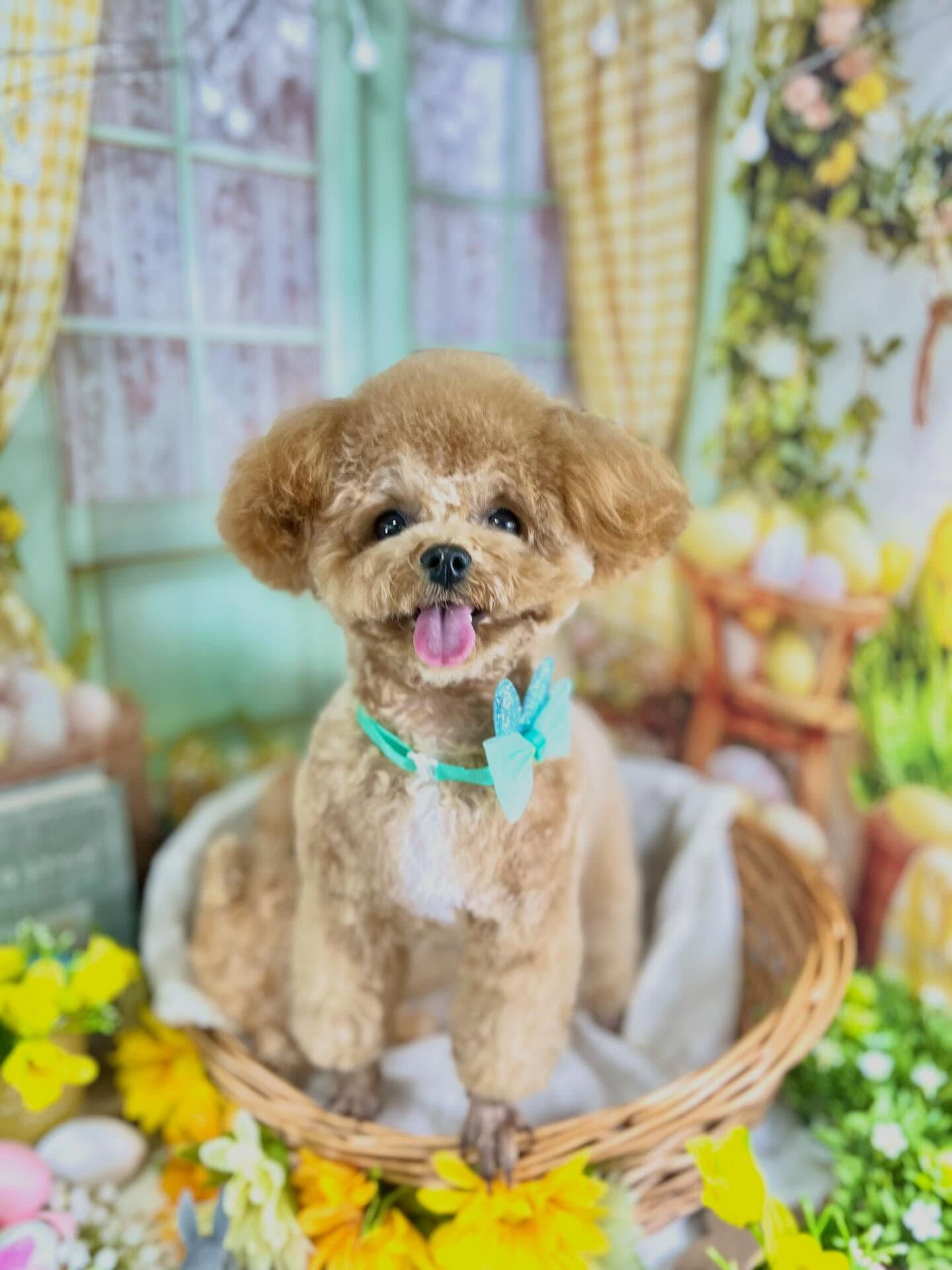 来店いただいたエミちゃんです🐶✨