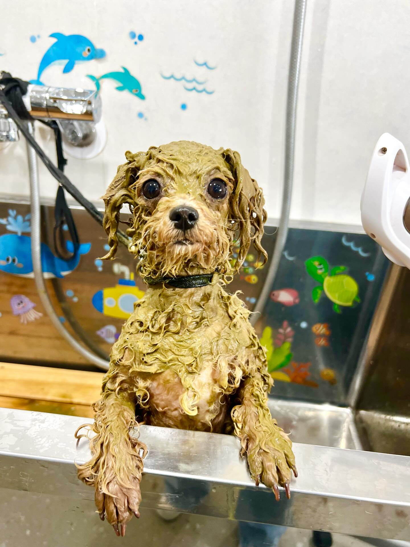 来店いただいたエミちゃんです🐶✨