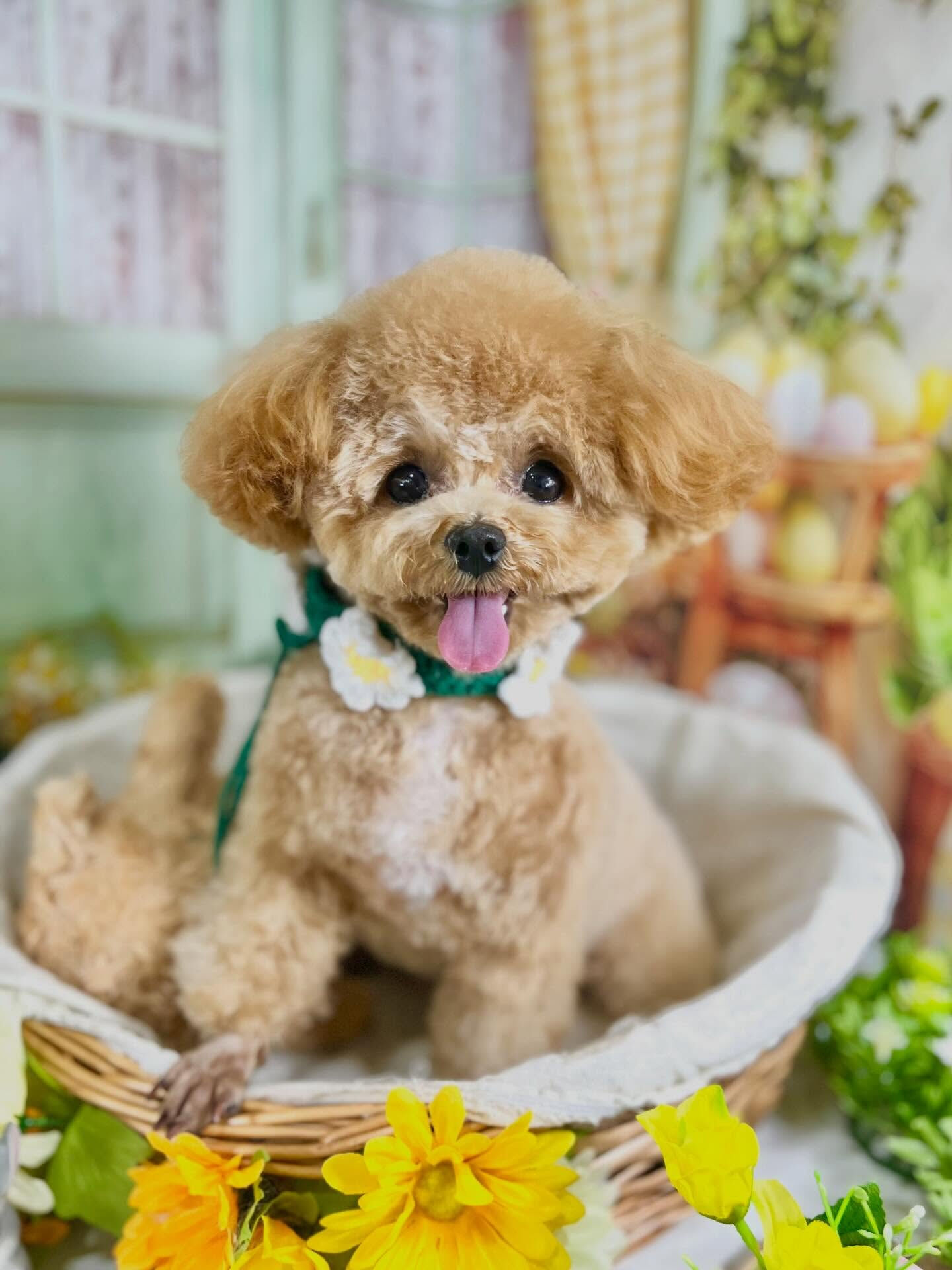 来店いただいたエミちゃんです🐶✨