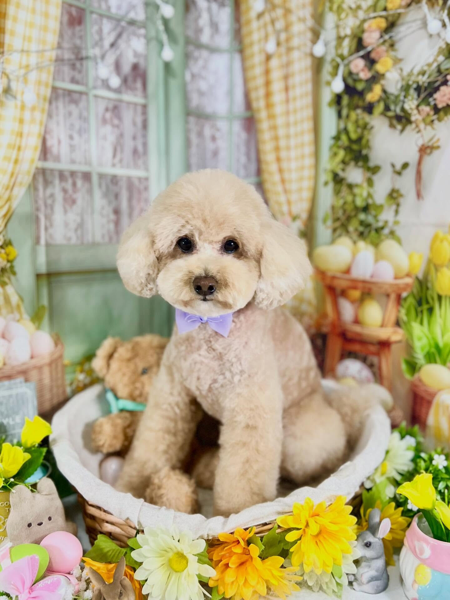 来店いただいたティニーちゃんです🐶✨
