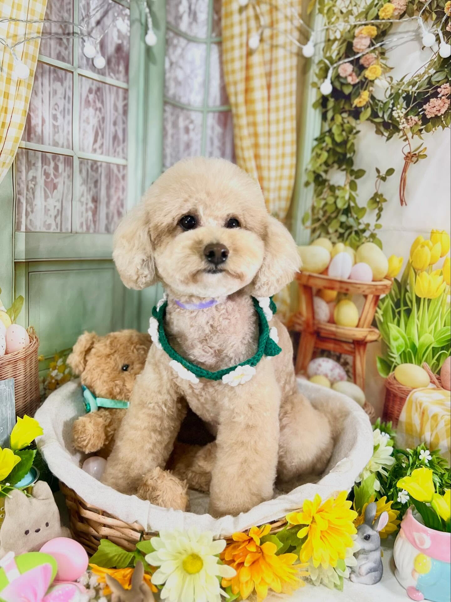 来店いただいたティニーちゃんです🐶✨