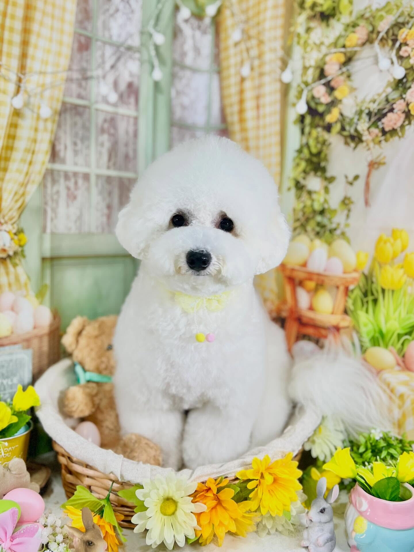 来店いただいたららちゃんです🐶✨