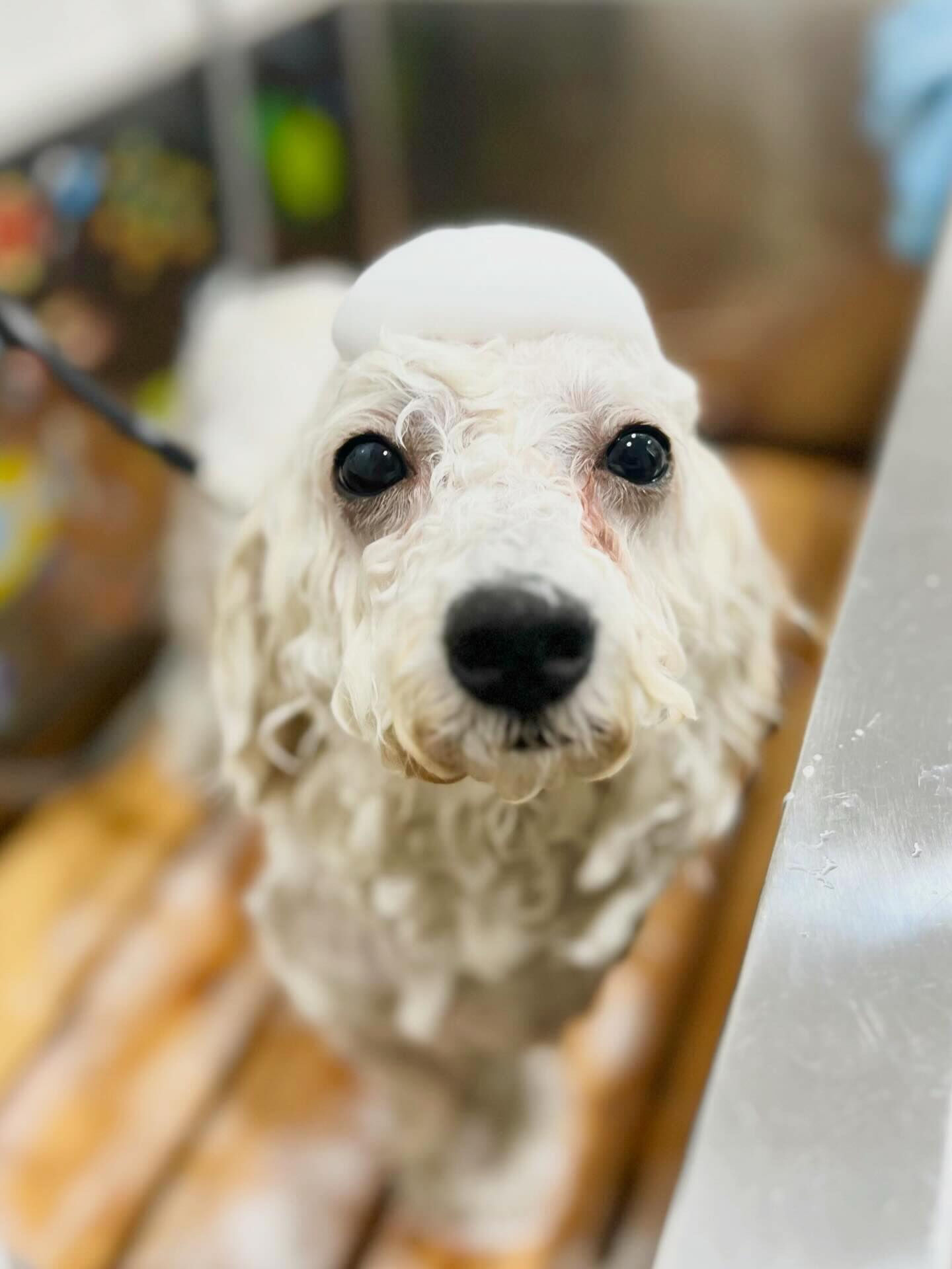 来店いただいたららちゃんです🐶✨