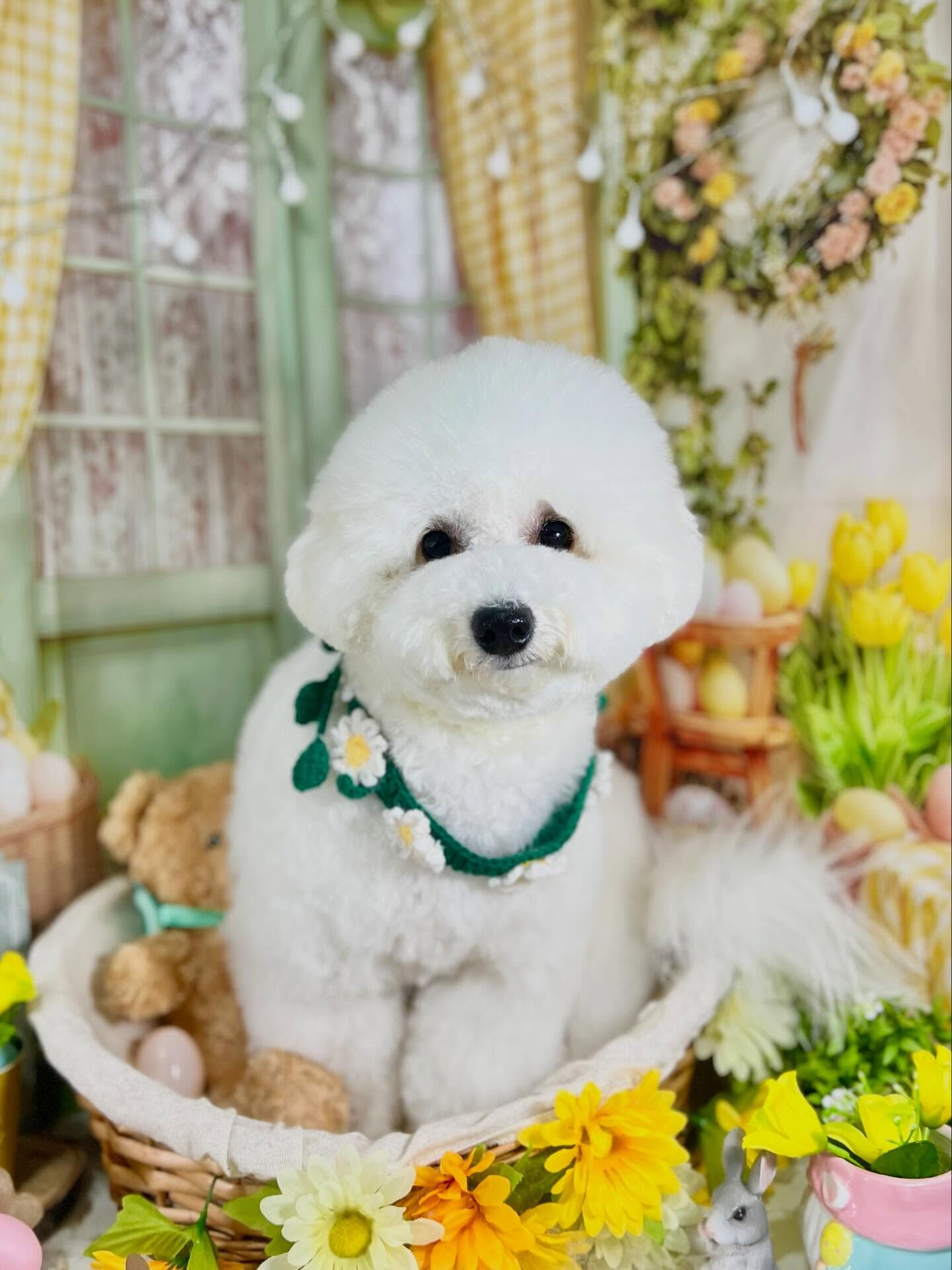来店いただいたららちゃんです🐶✨