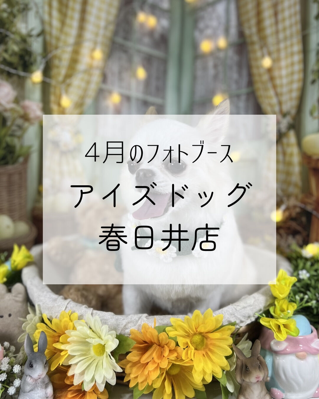 📢【トリミング空き枠のご案内】✂️✨