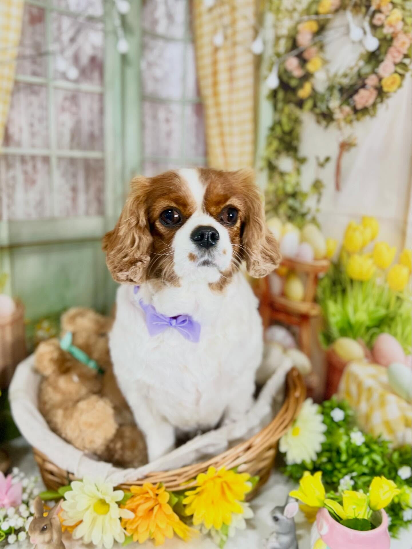 来店いただいたおもちちゃんです🐶✨