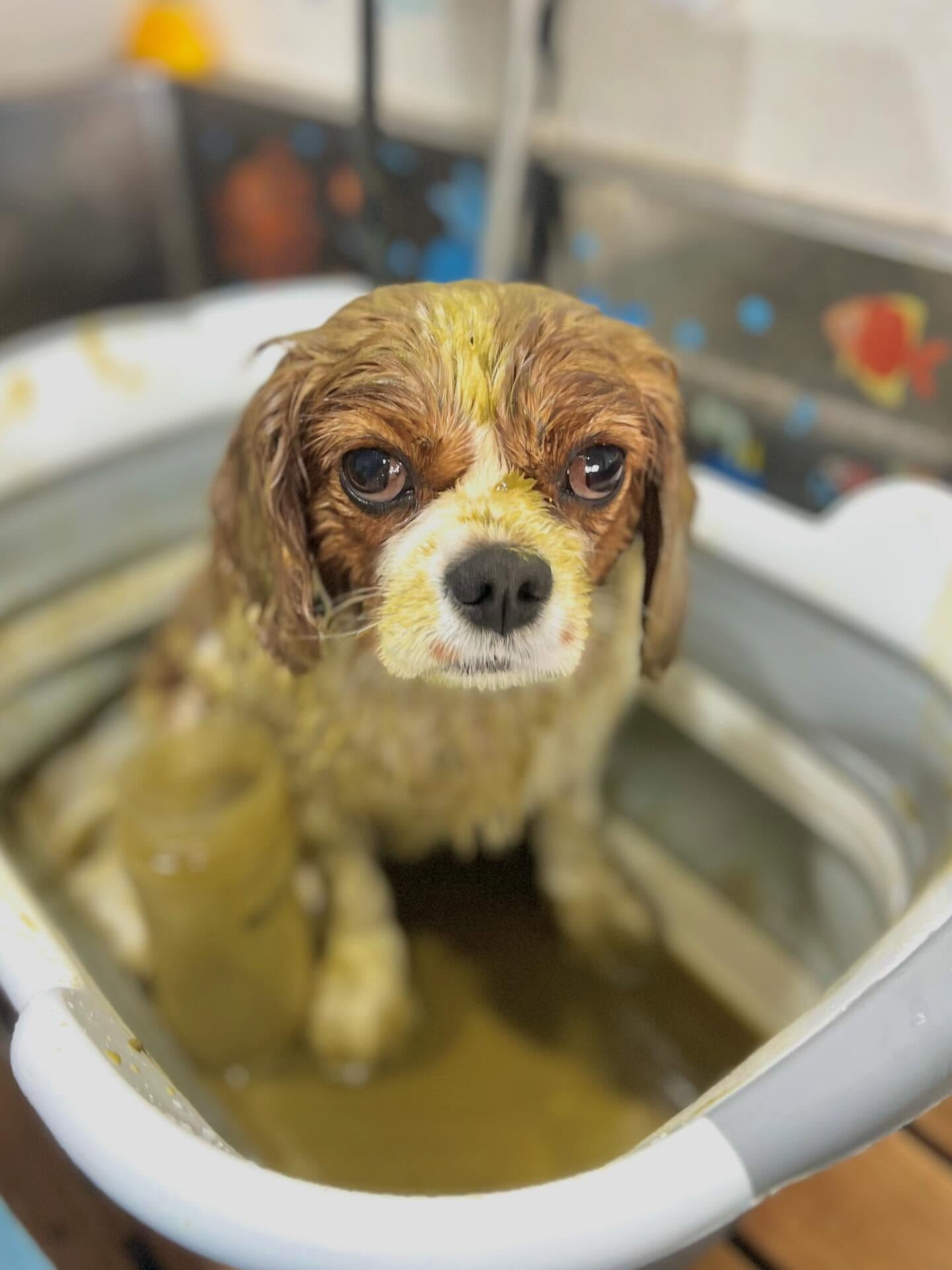 来店いただいたおもちちゃんです🐶✨
