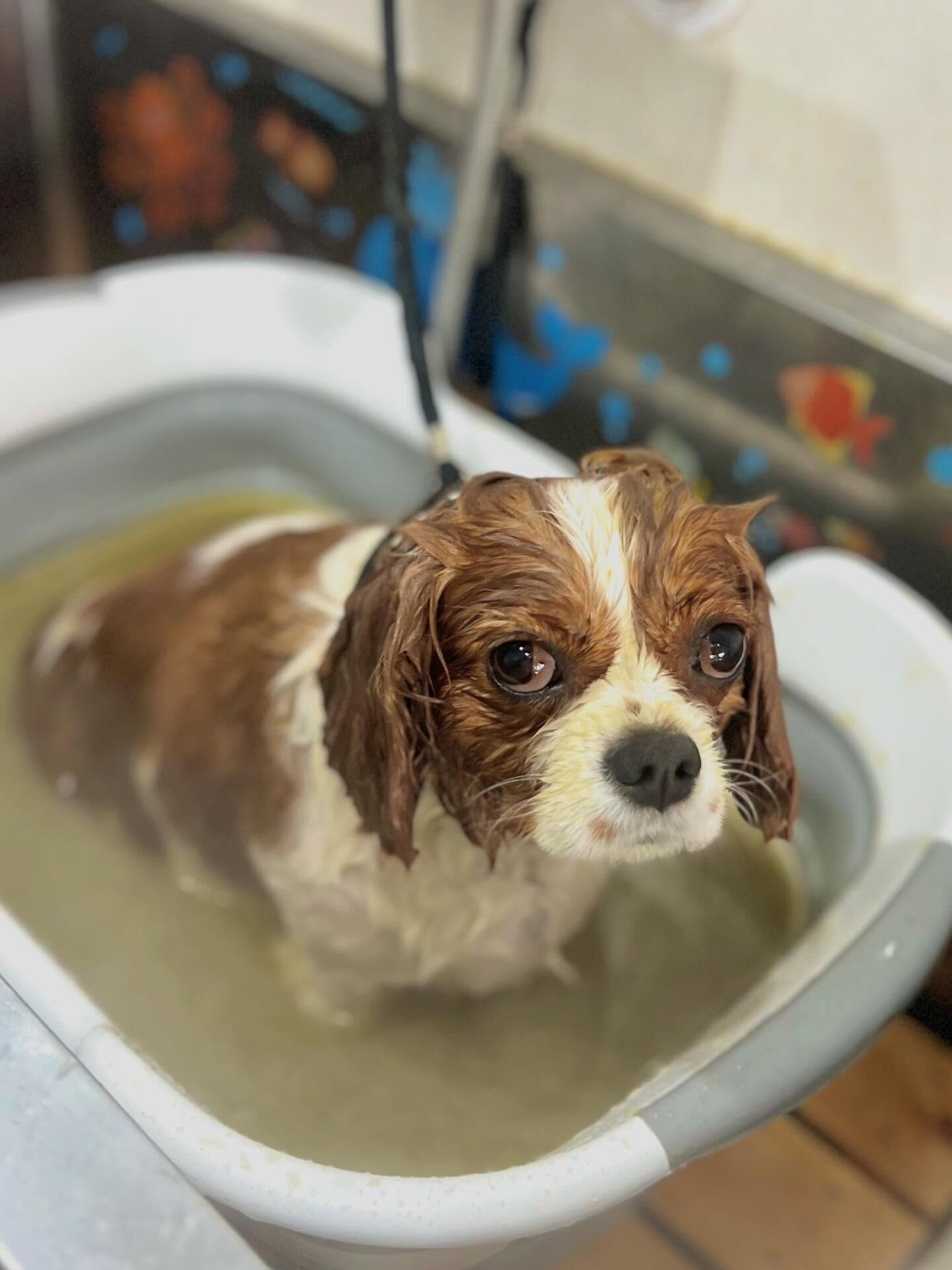 来店いただいたおもちちゃんです🐶✨