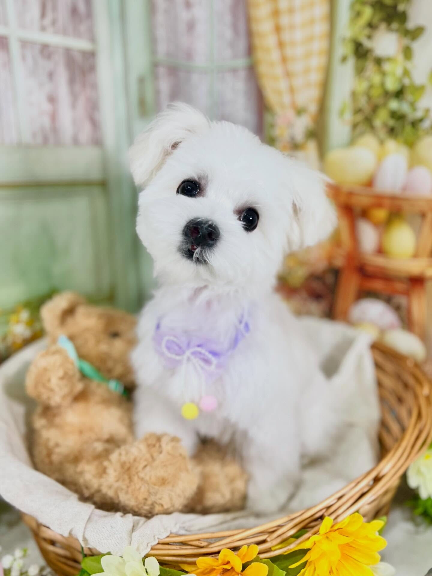来店いただいたハクくんです🐶✨