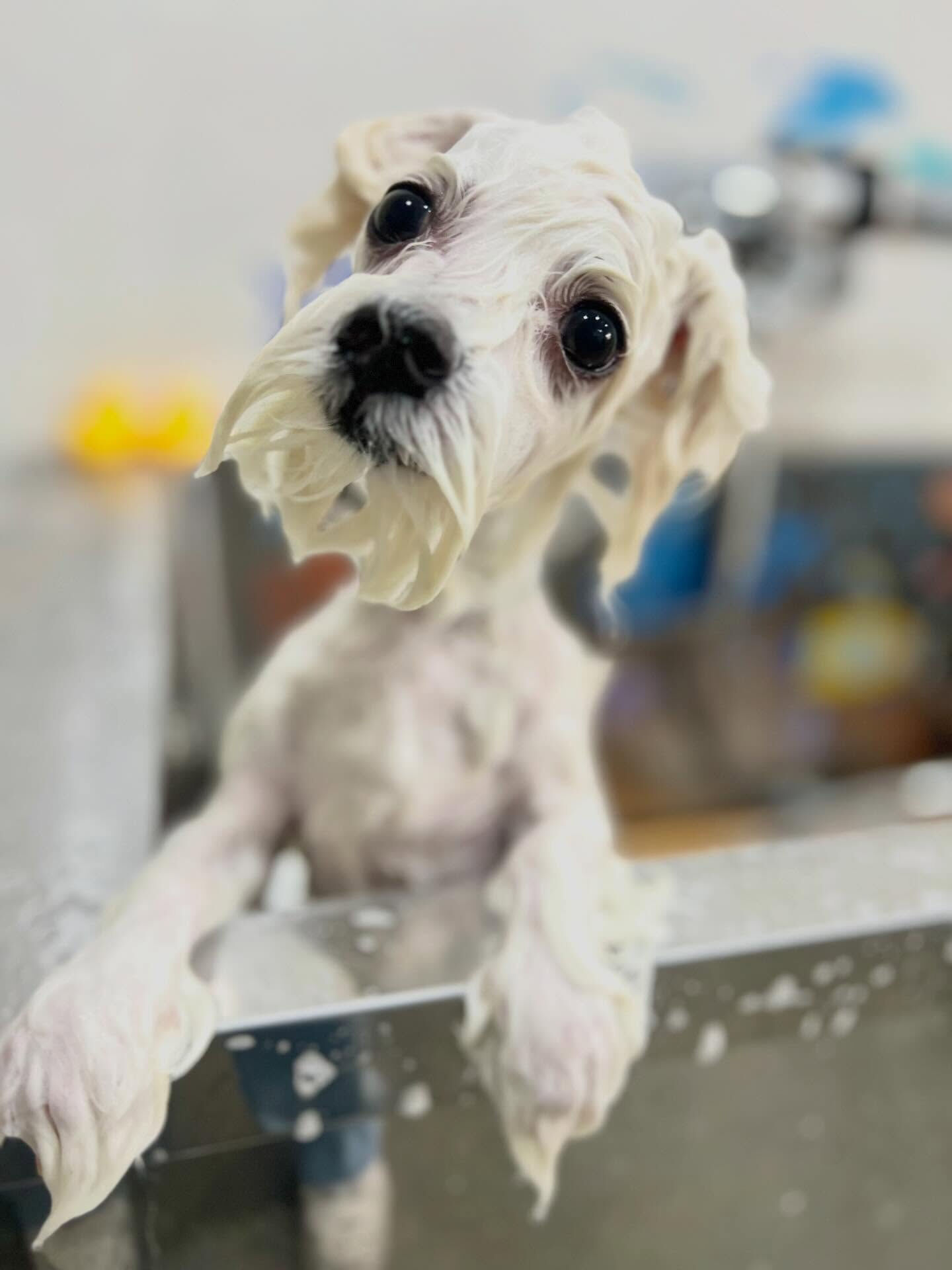 来店いただいたハクくんです🐶✨