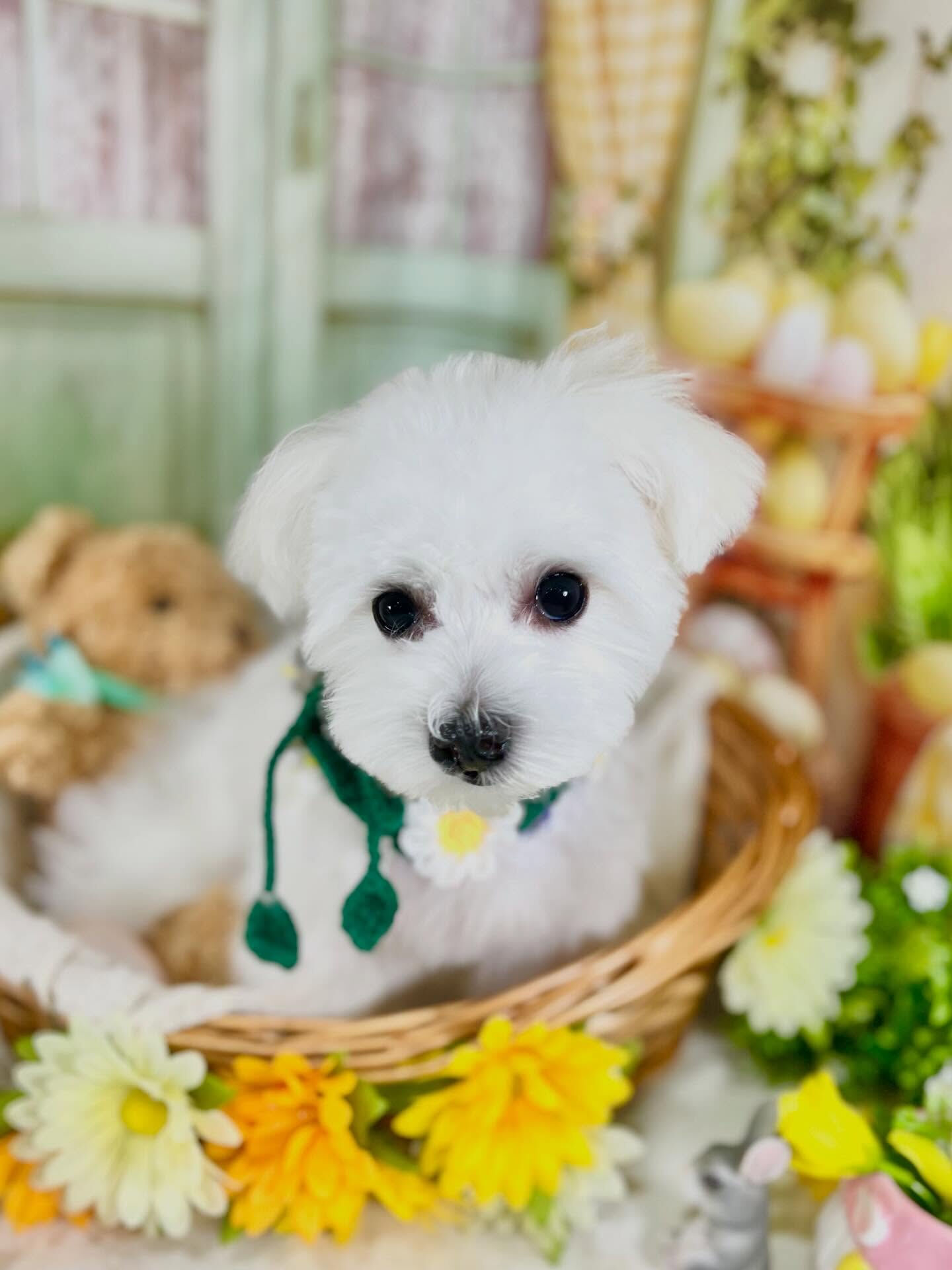 来店いただいたハクくんです🐶✨