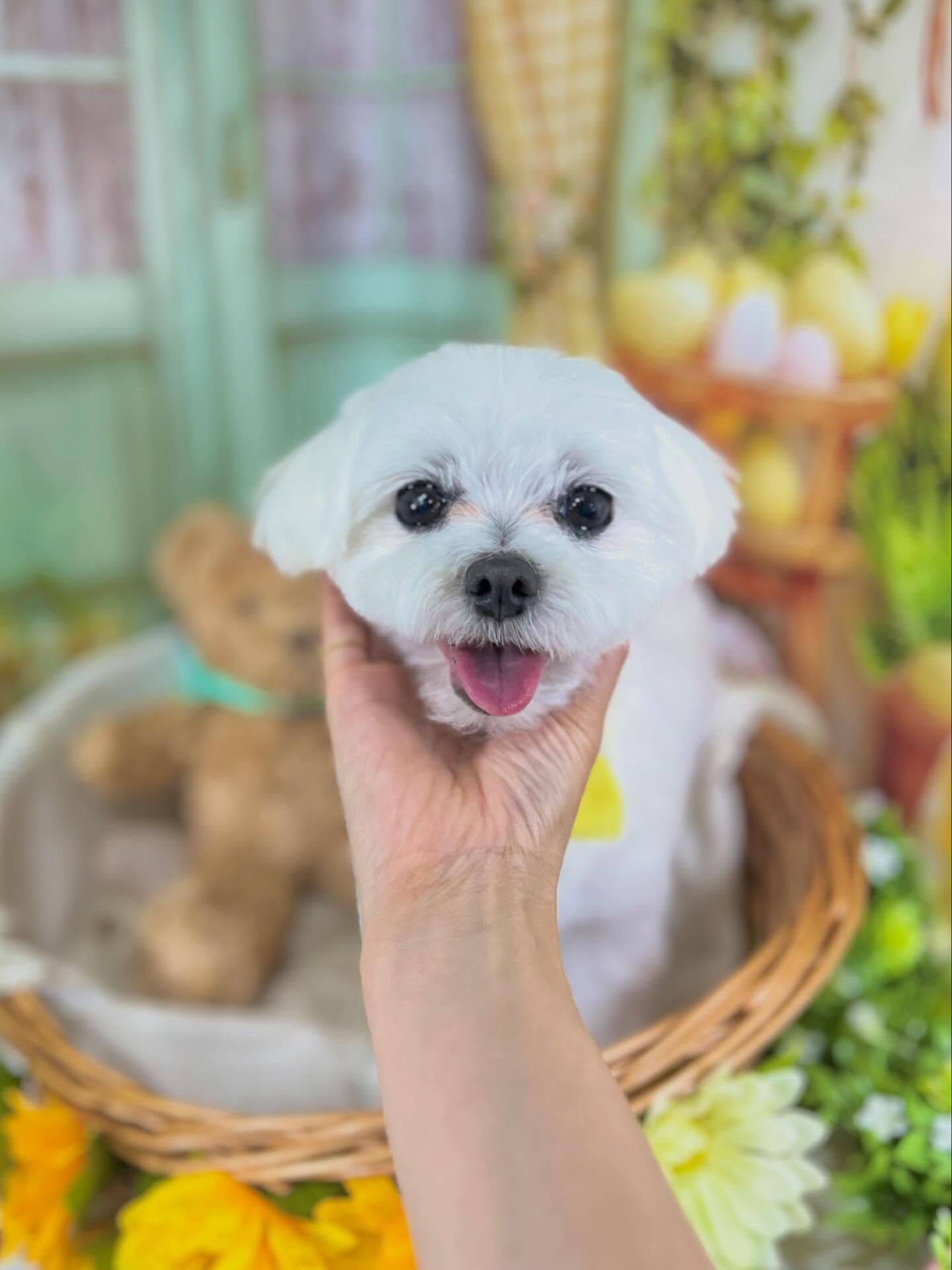 来店いただいたむぎちゃんです🐶✨