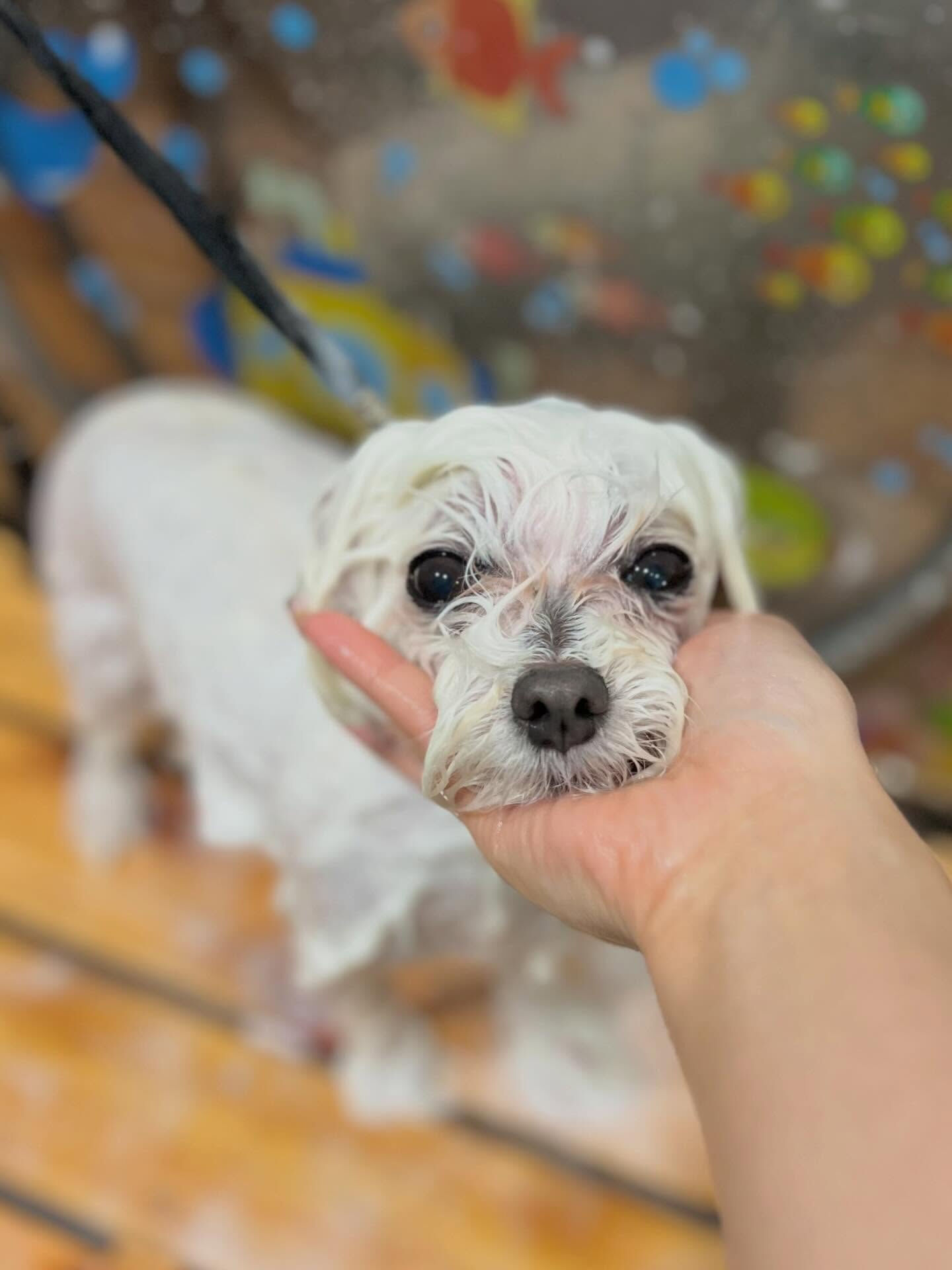 来店いただいたむぎちゃんです🐶✨