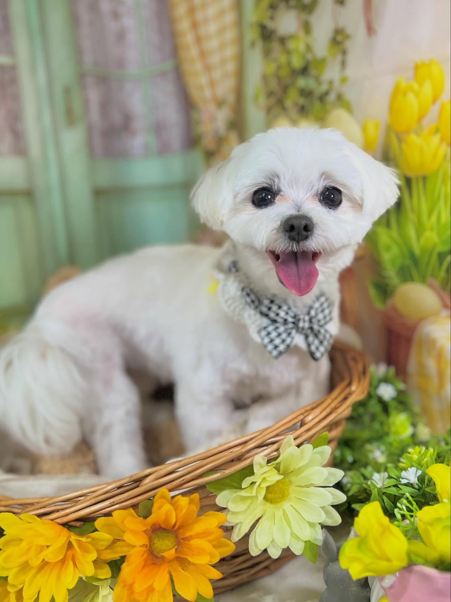 来店いただいたむぎちゃんです🐶✨