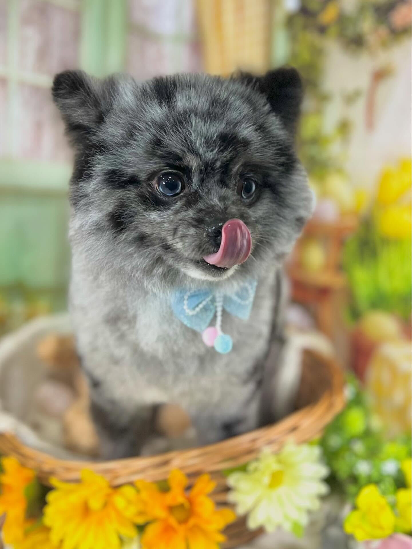 来店いただいたたぬぷくんです🐶✨