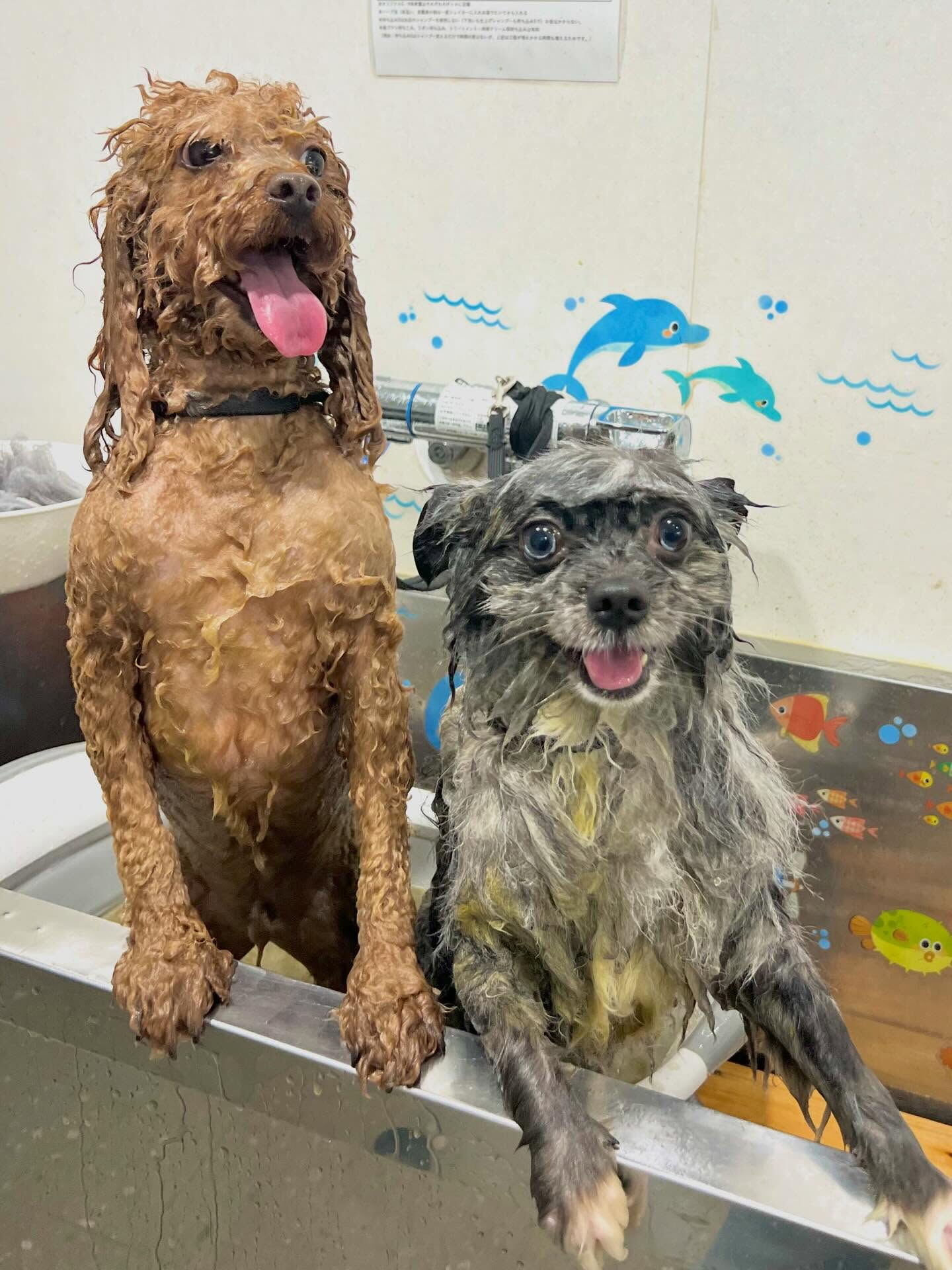 来店いただいたたぬぷくんです🐶✨