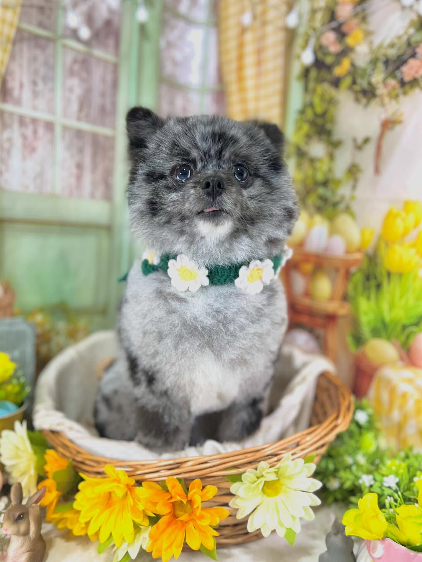 来店いただいたたぬぷくんです🐶✨
