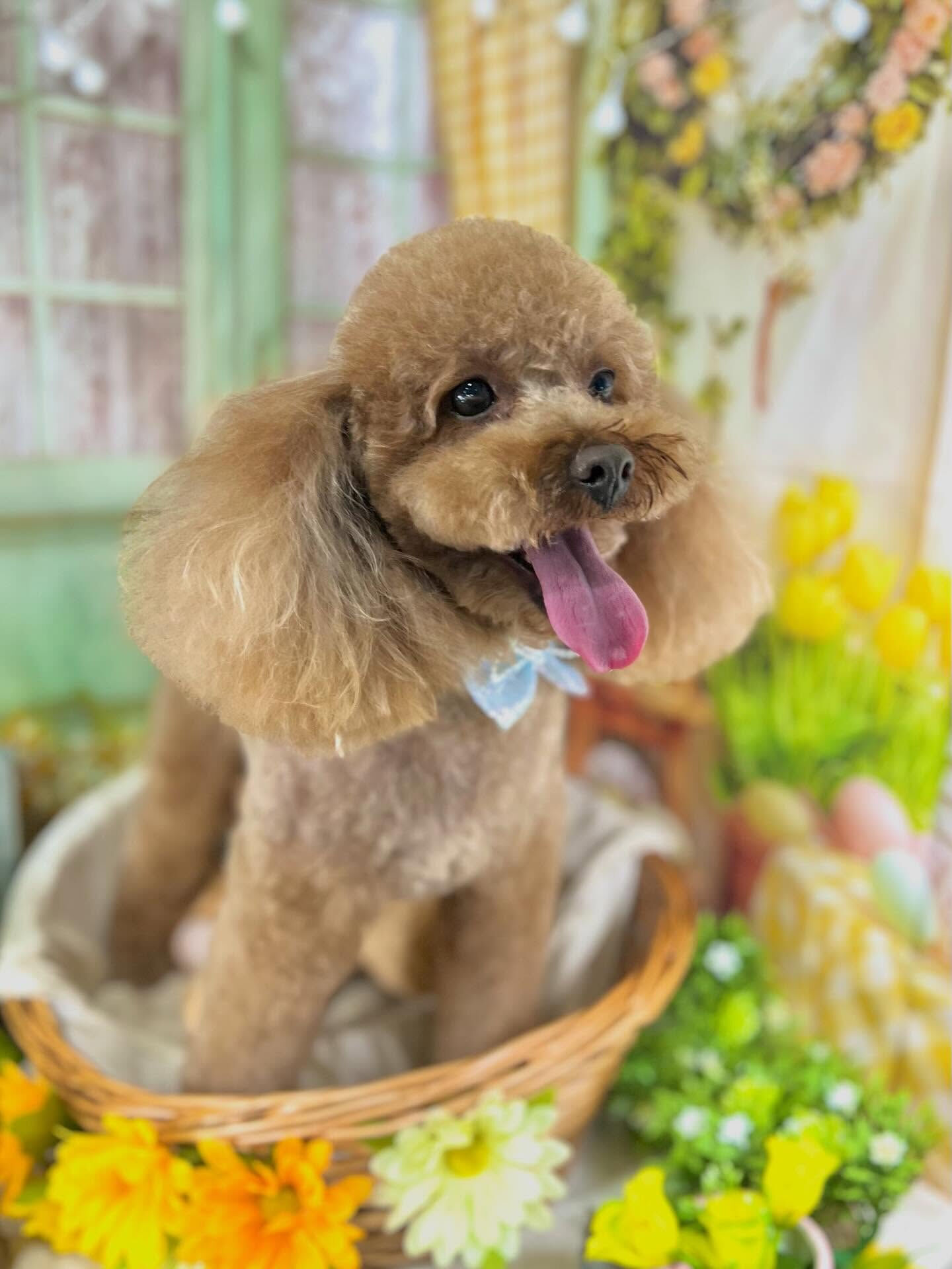 来店いただいたベアくんです🐶✨
