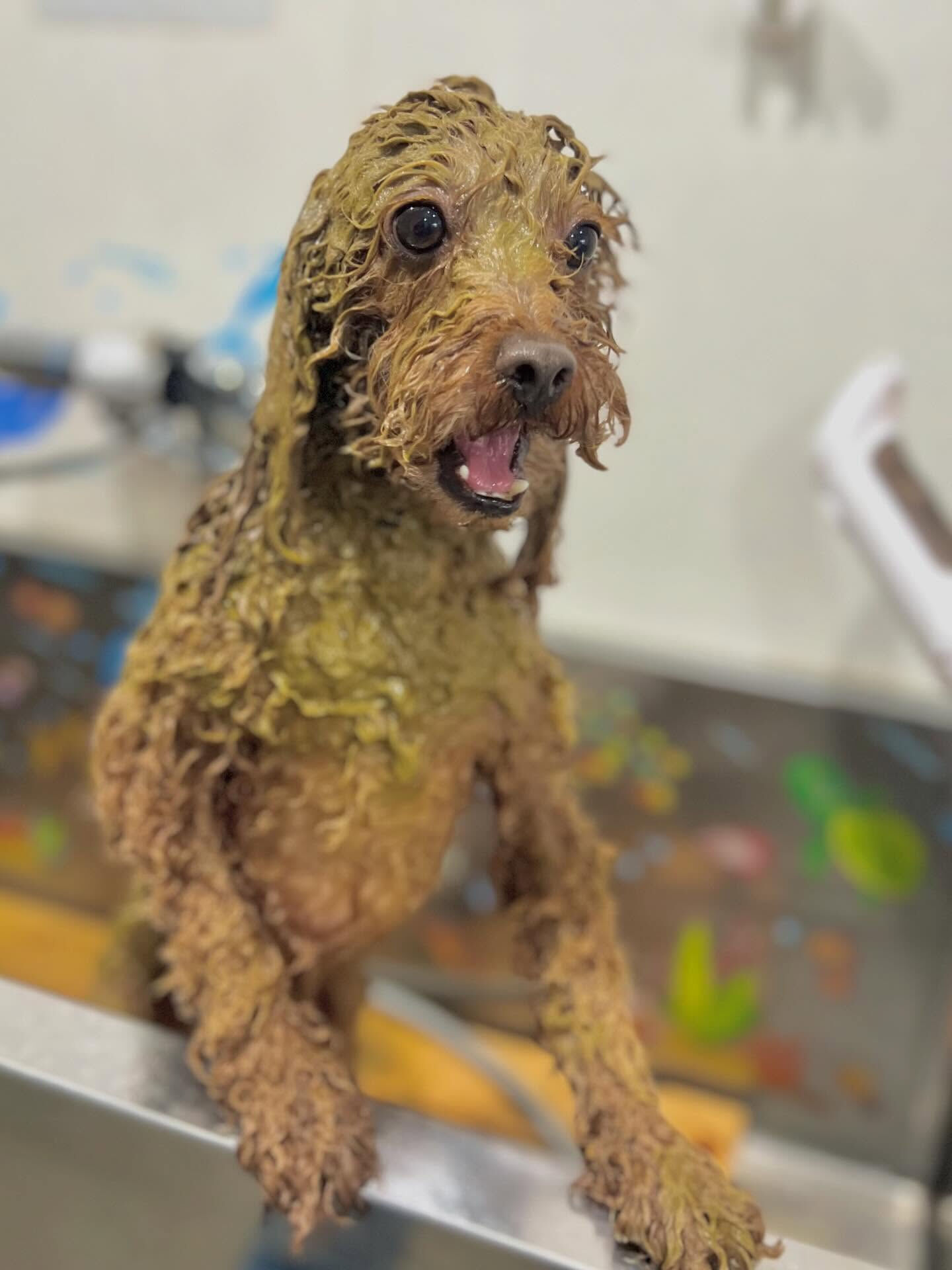 来店いただいたベアくんです🐶✨