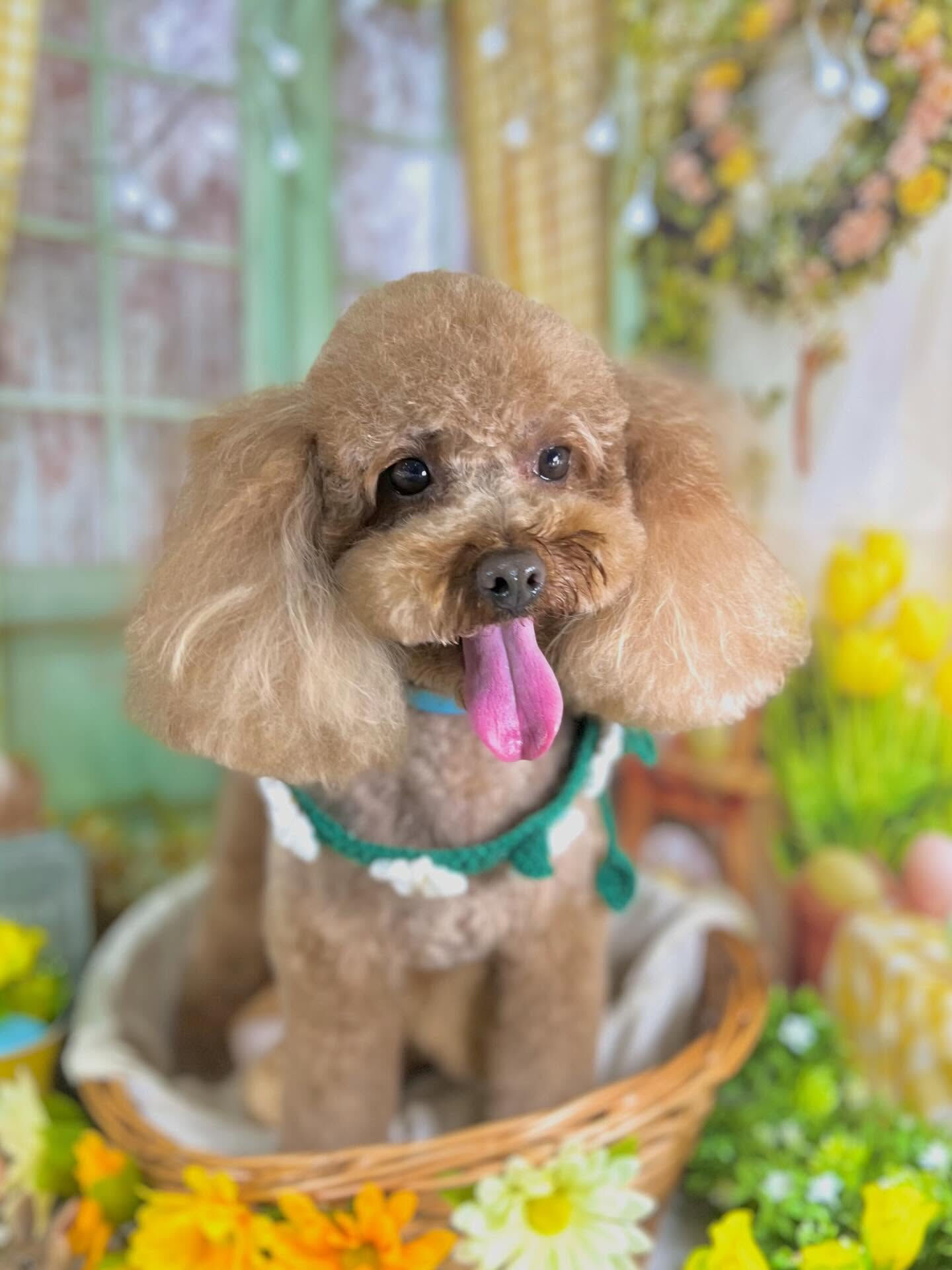 来店いただいたベアくんです🐶✨