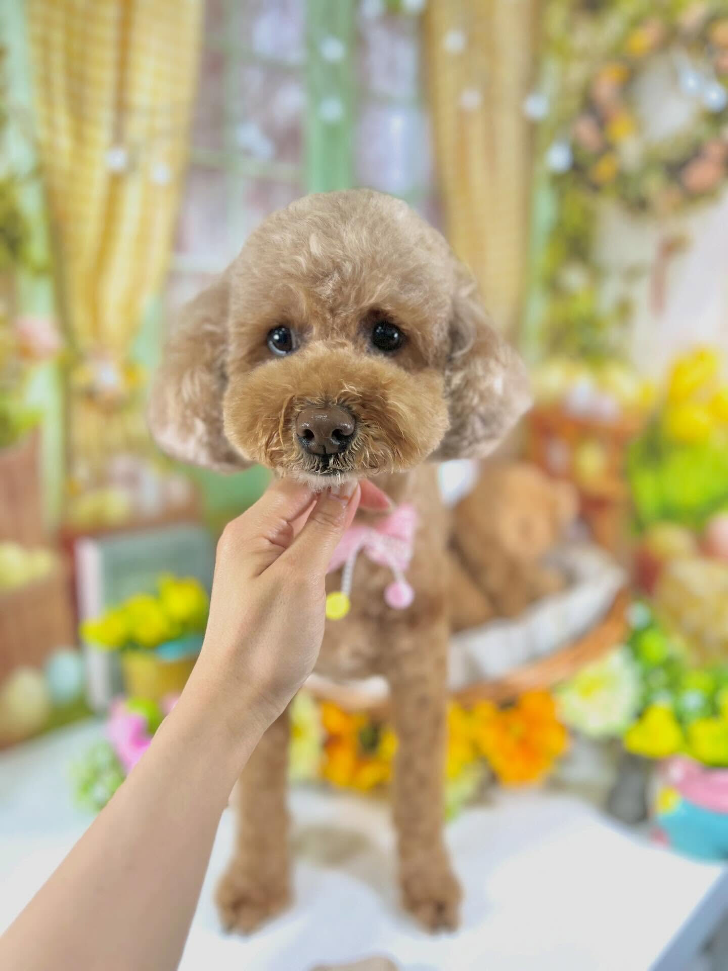 来店いただいたマロちゃんです🐶✨