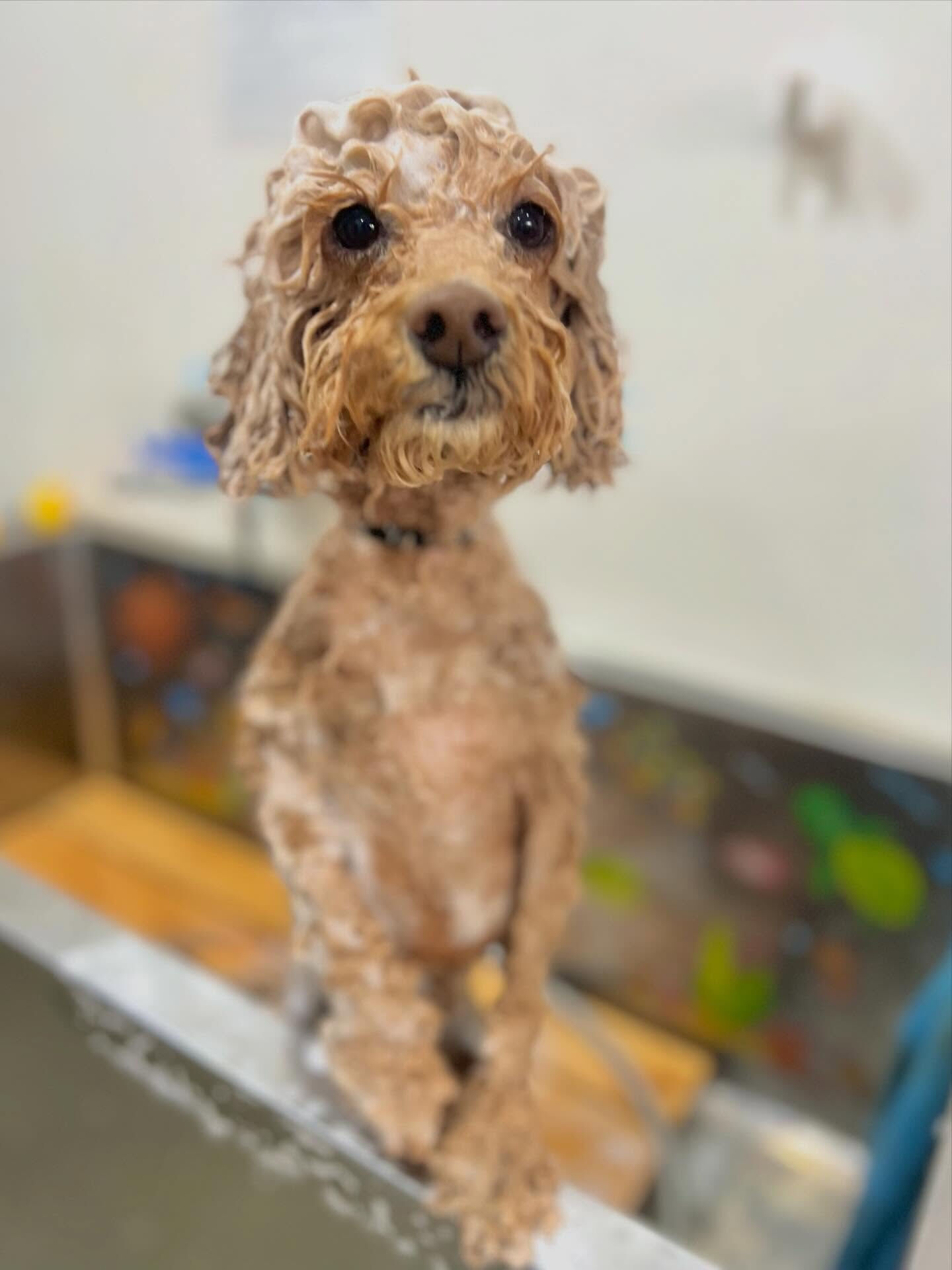 来店いただいたマロちゃんです🐶✨